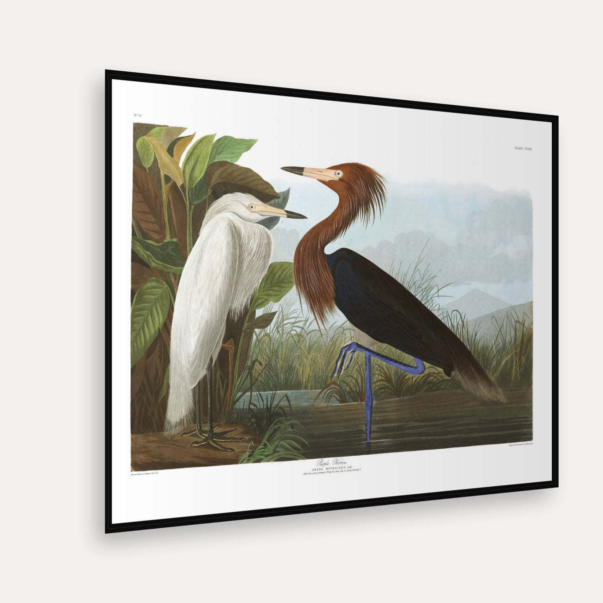 Purple Heron · Plate 256 · Audubon - Birds of America Print