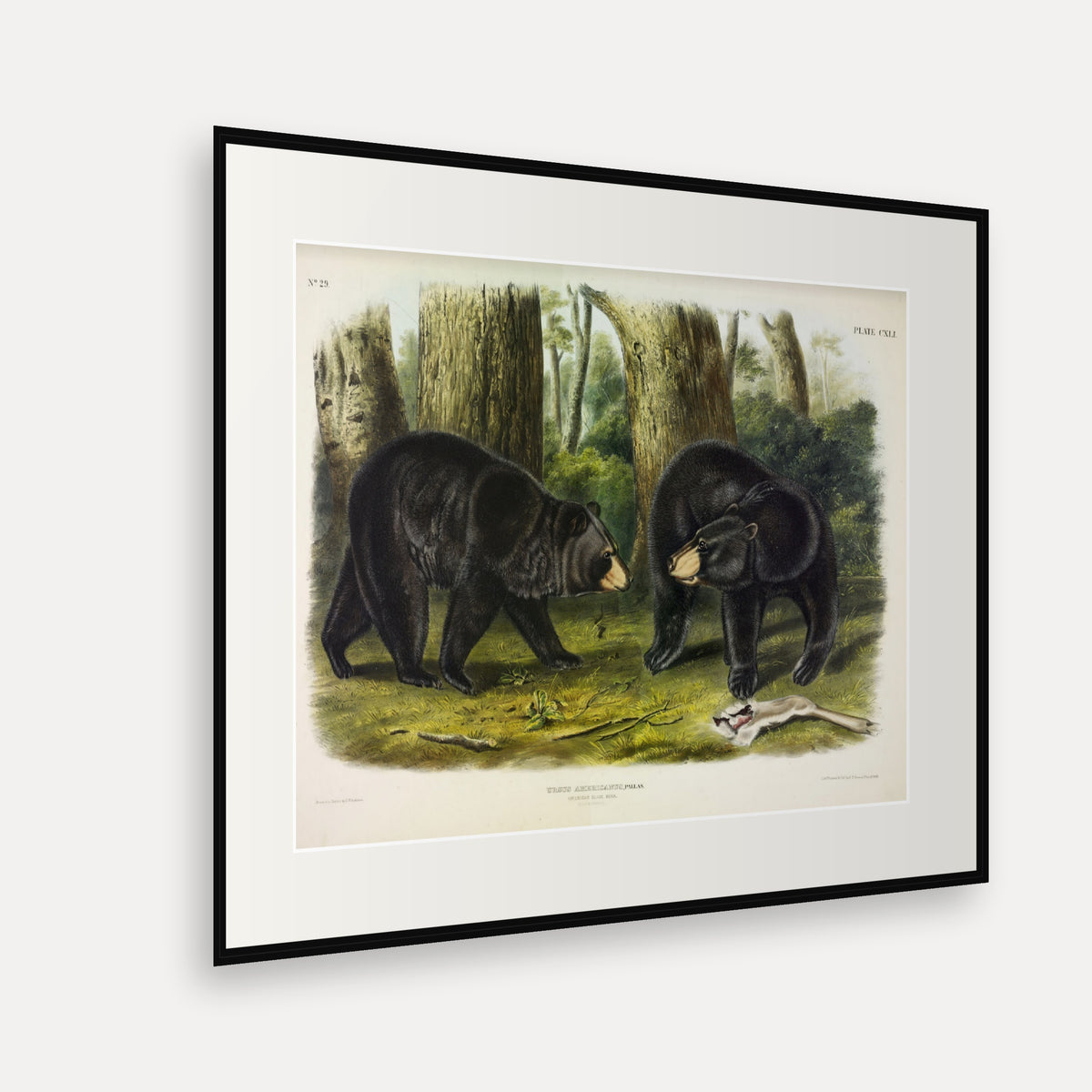 American Black Bear · Plate 141 · Audubon - Quadrupeds of North America Print framed print shown at an angle