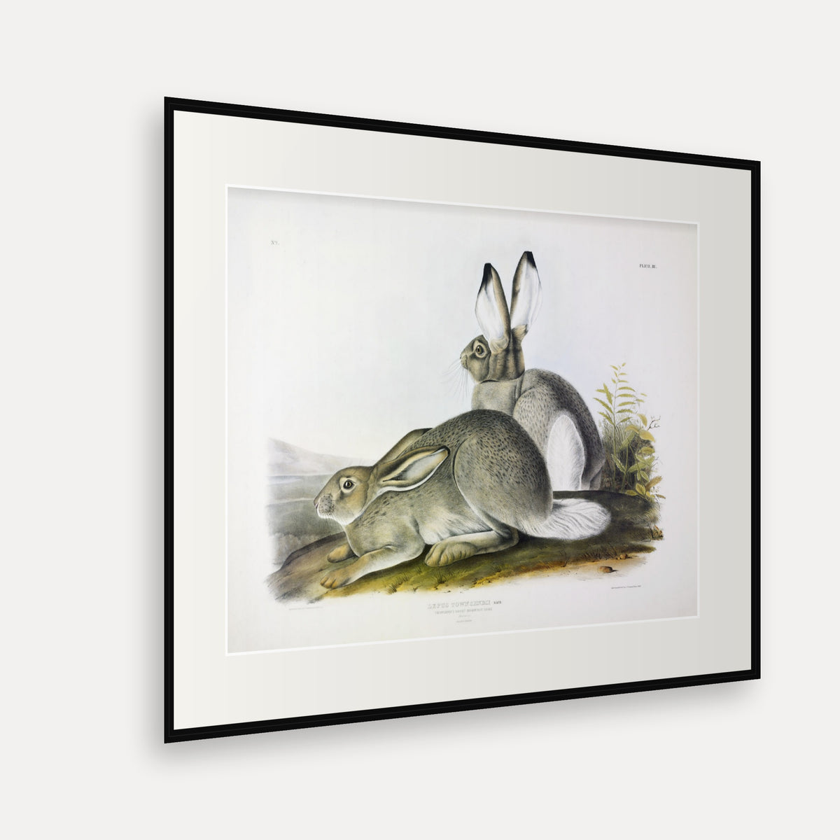 Townsend's Rocky Mountain Hare · Plate 3 · Audubon - Quadrupeds of North America Print framed print shown at an angle