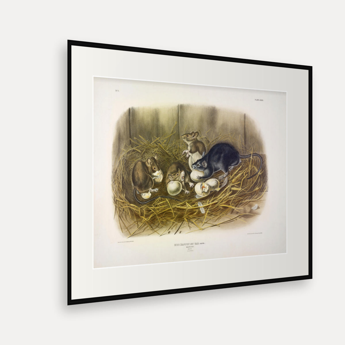 Black Rat · Plate 23 · Audubon - Quadrupeds of North America Print framed print shown at an angle