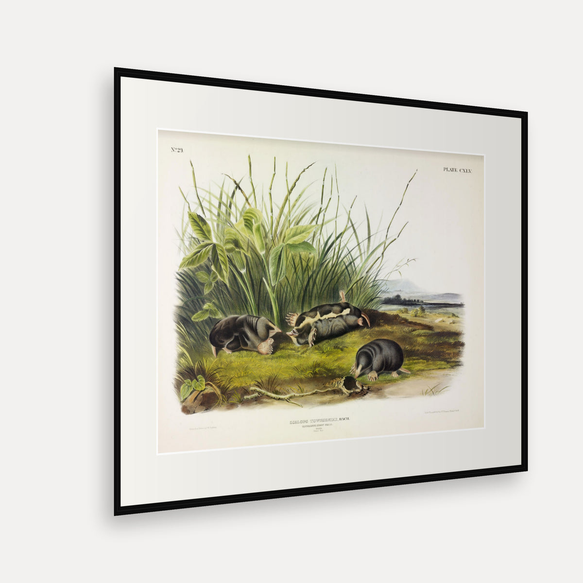 Townsend's Shrew Mole · Plate 145 · Audubon - Quadrupeds of North America Print framed print shown at an angle