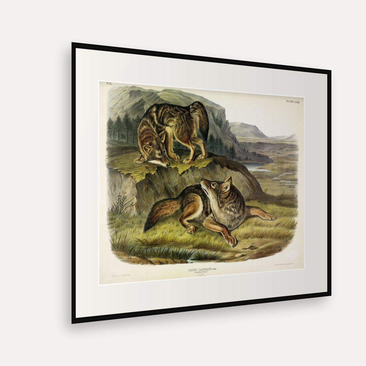 Prairie Wolf · Plate 71 · Audubon - Quadrupeds of North America Print framed print shown at an angle
