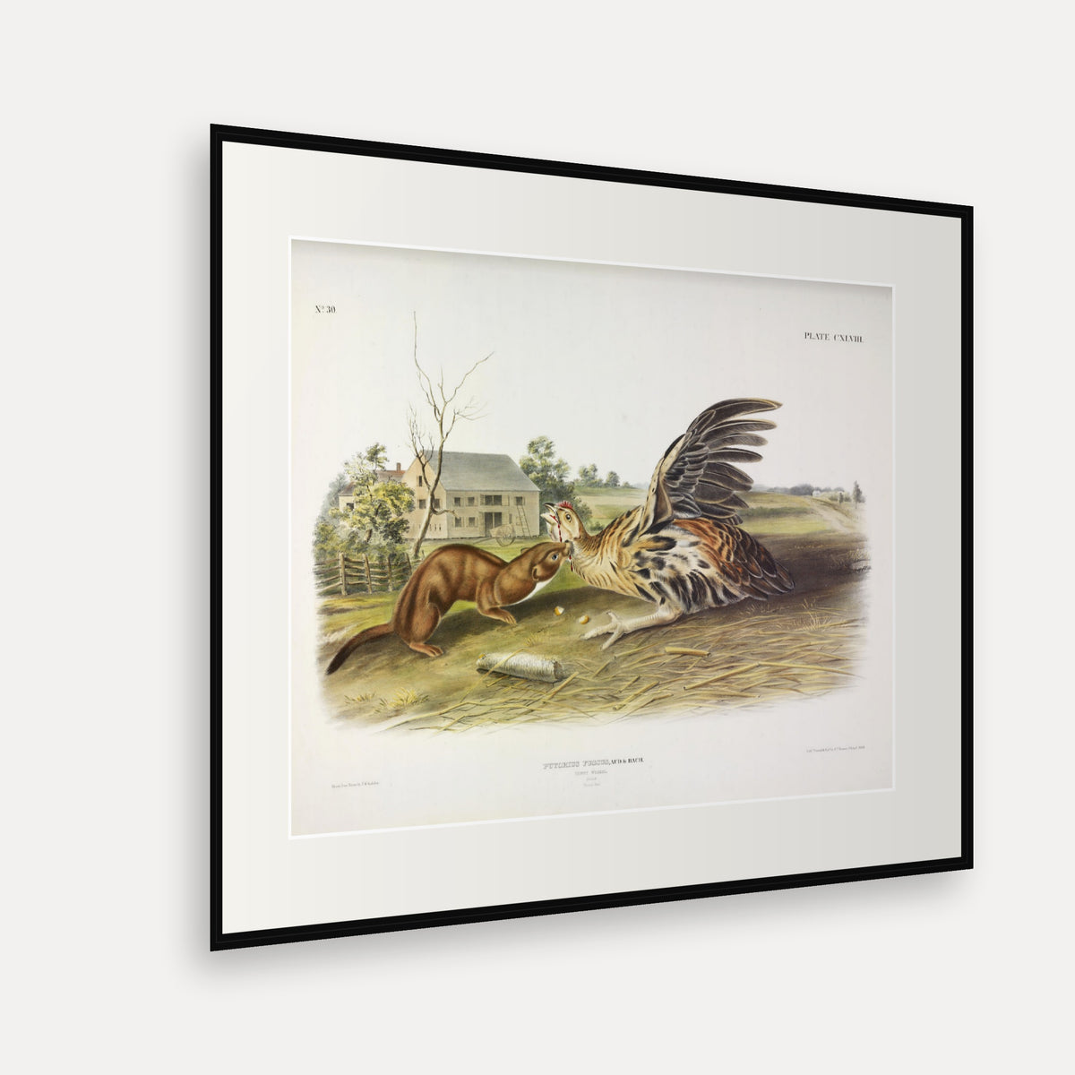 Tawny Weasel · Plate 148 · Audubon - Quadrupeds of North America Print framed print shown at an angle