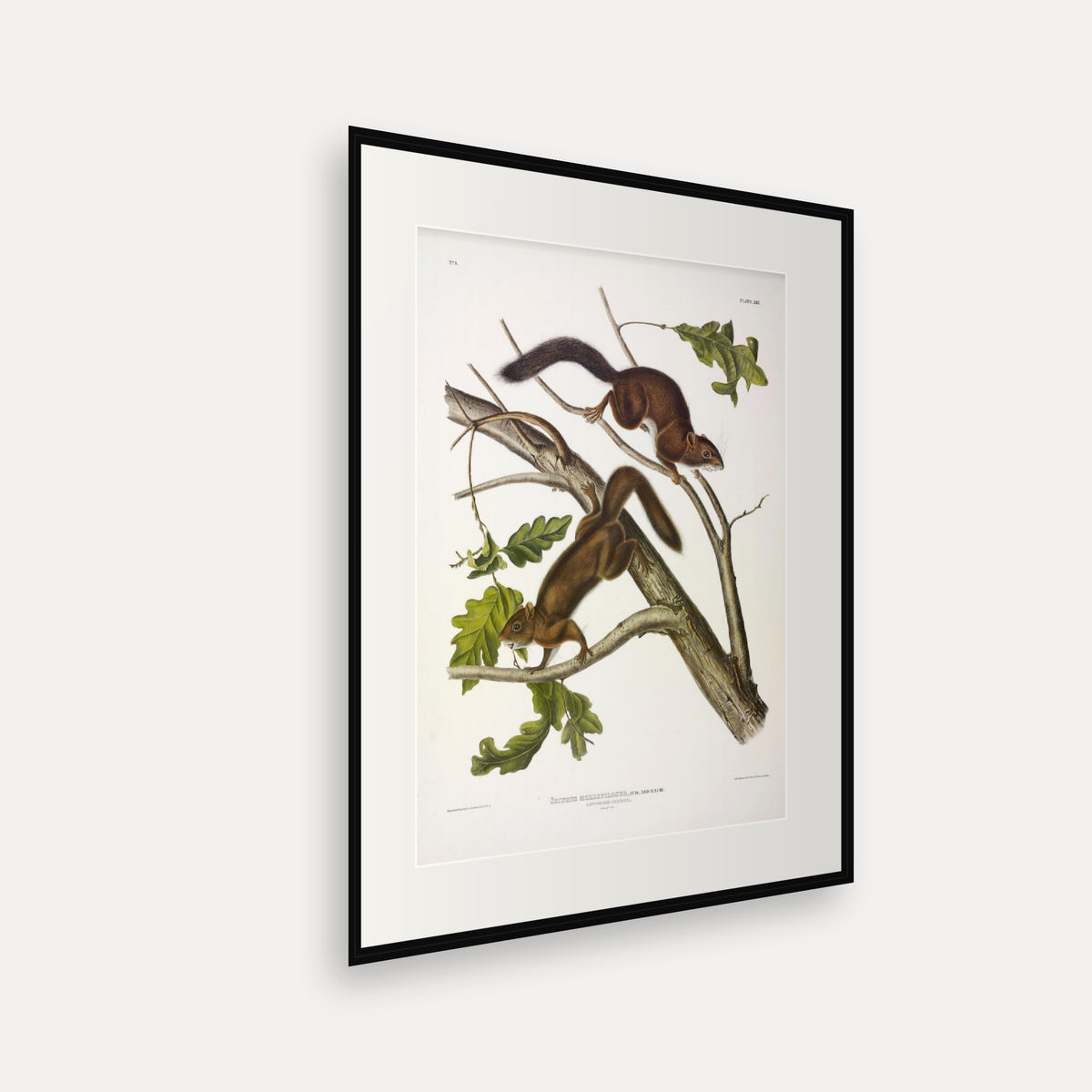 Soft-haired Squirrel · Plate 19 · Audubon - Quadrupeds of North America Print framed print shown at an angle