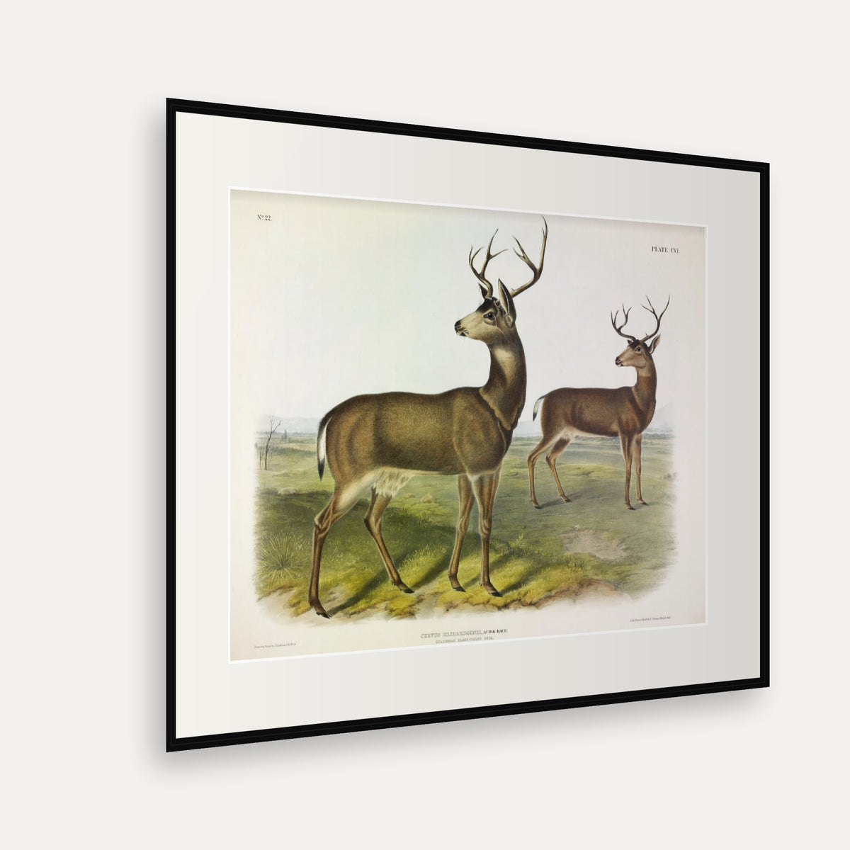 Columbian Black-tailed Deer · Plate 106 · Audubon - Quadrupeds of North America Print framed print shown at an angle