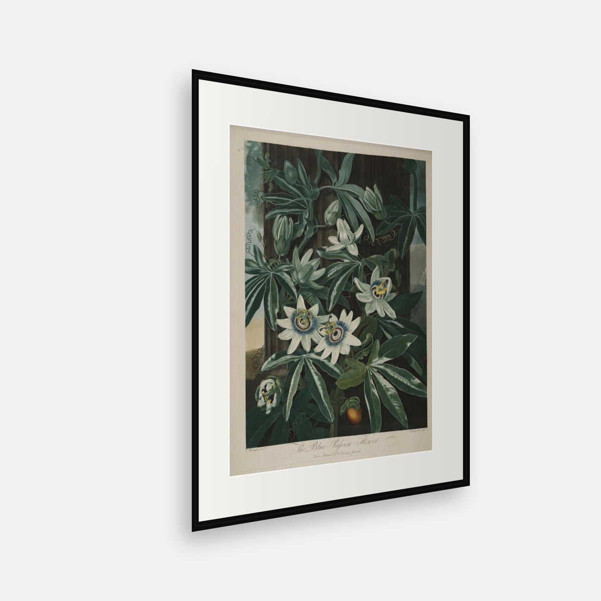 The Blue Passion Flower · Thornton's Temple of Flora · Vintage Botanical Print