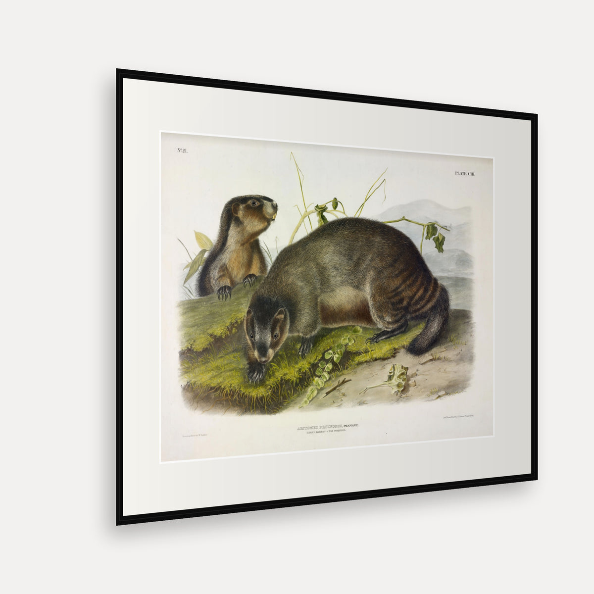 Hoary Marmot · Plate 103 · Audubon - Quadrupeds of North America Print framed print shown at an angle