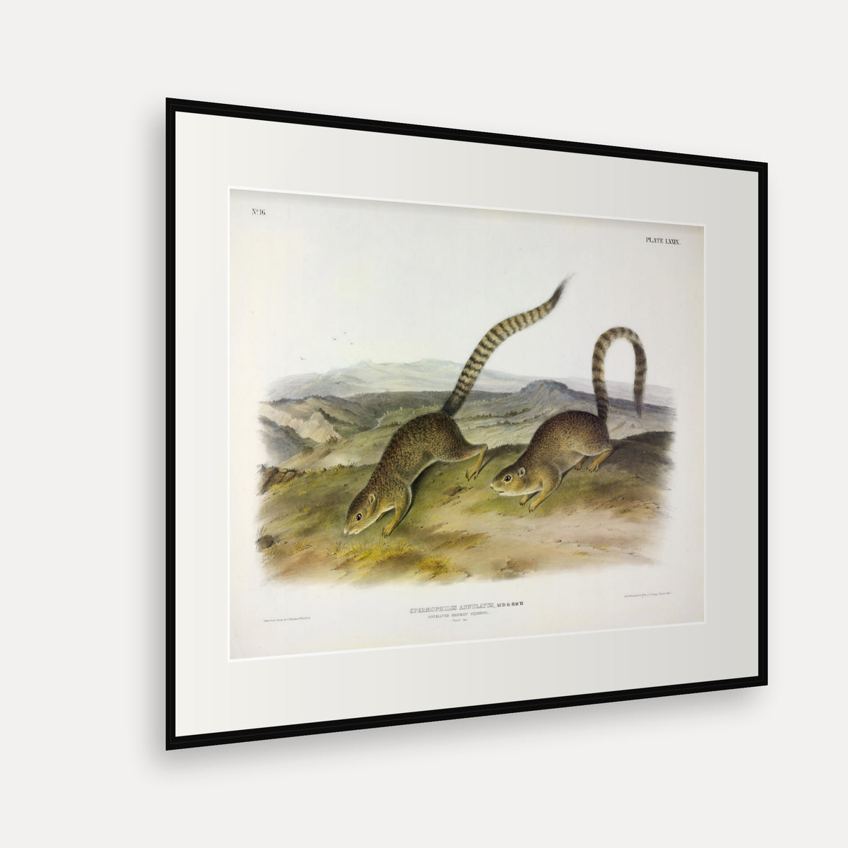 Annulated Marmot-Squirrel · Plate 79 · Audubon - Quadrupeds of North America Print framed print shown at an angle