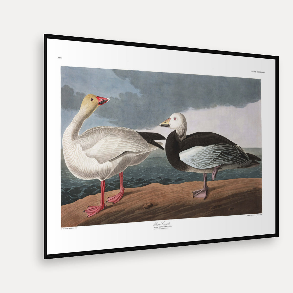 Snow Goose · Plate 381 · Audubon - Birds of America Print