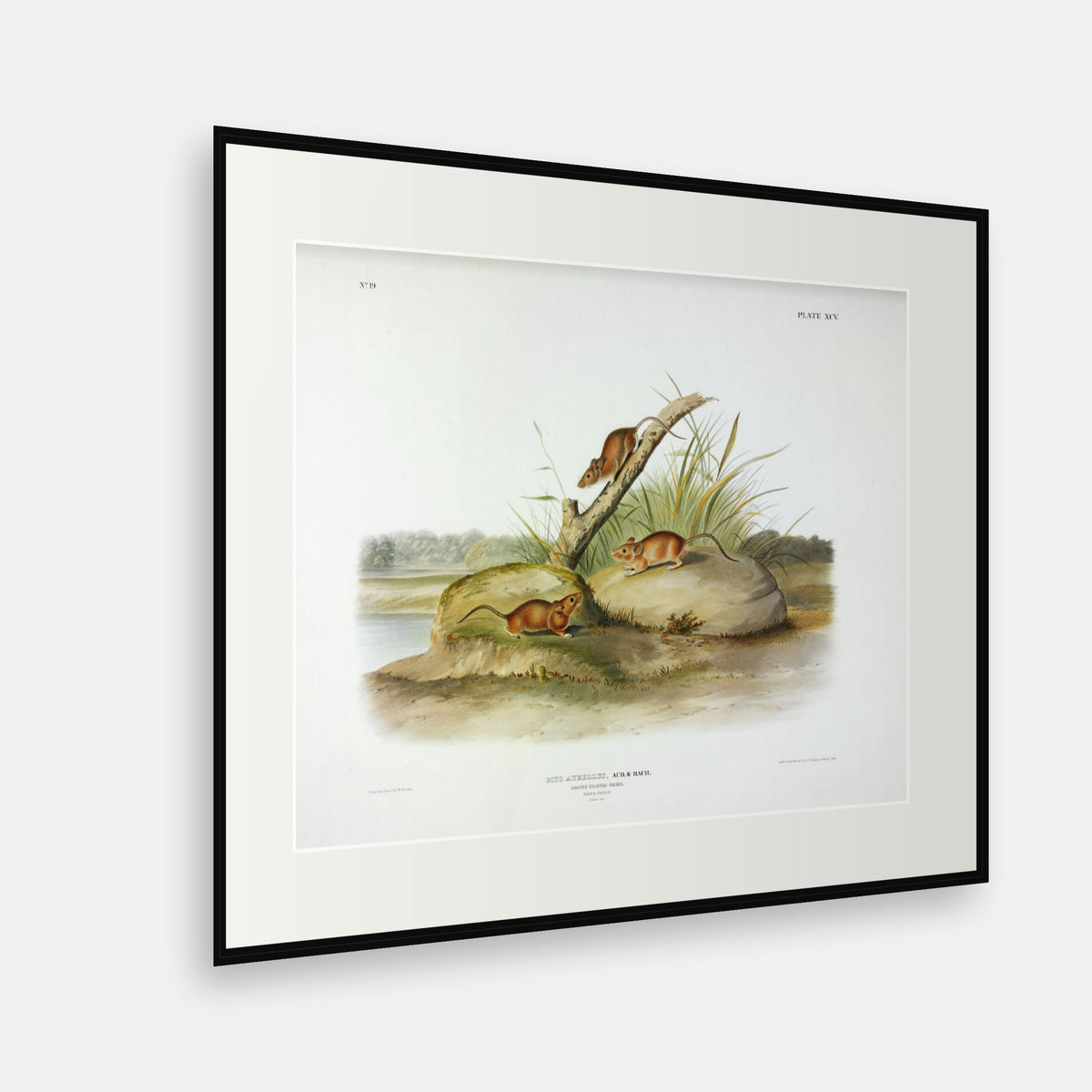 Orange Coloured Mouse · Plate 95 · Audubon - Quadrupeds of North America Print framed print shown at an angle