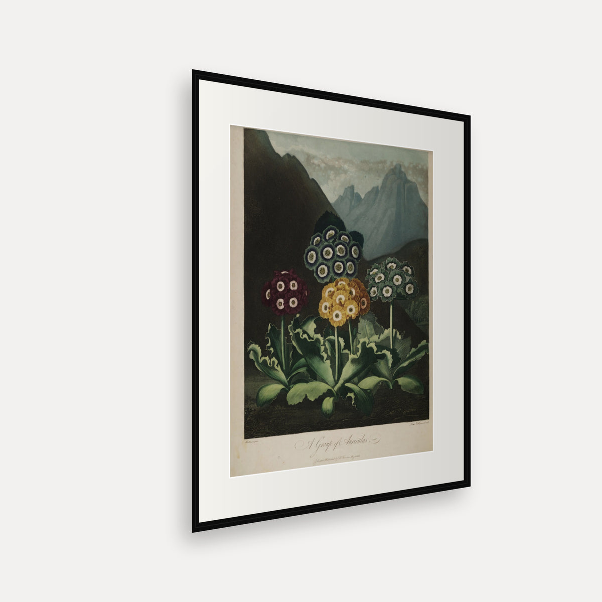 A Group of Auriculas · Thornton's Temple of Flora · Vintage Botanical Print