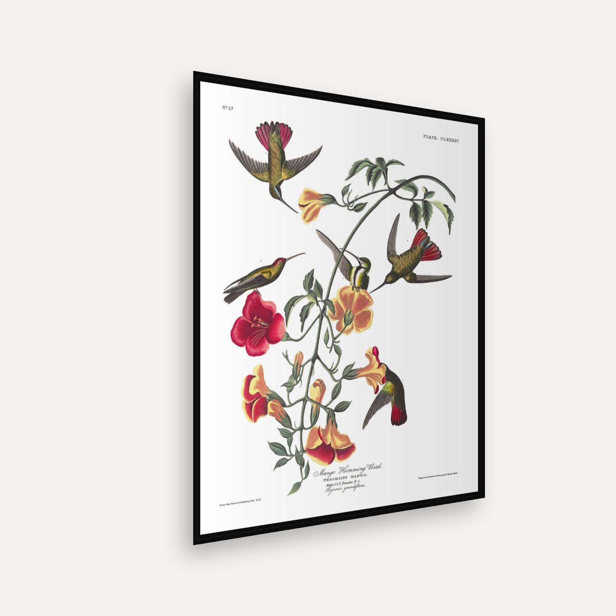 Mango Hummingbird · Plate 184 · Audubon - Birds of America Print