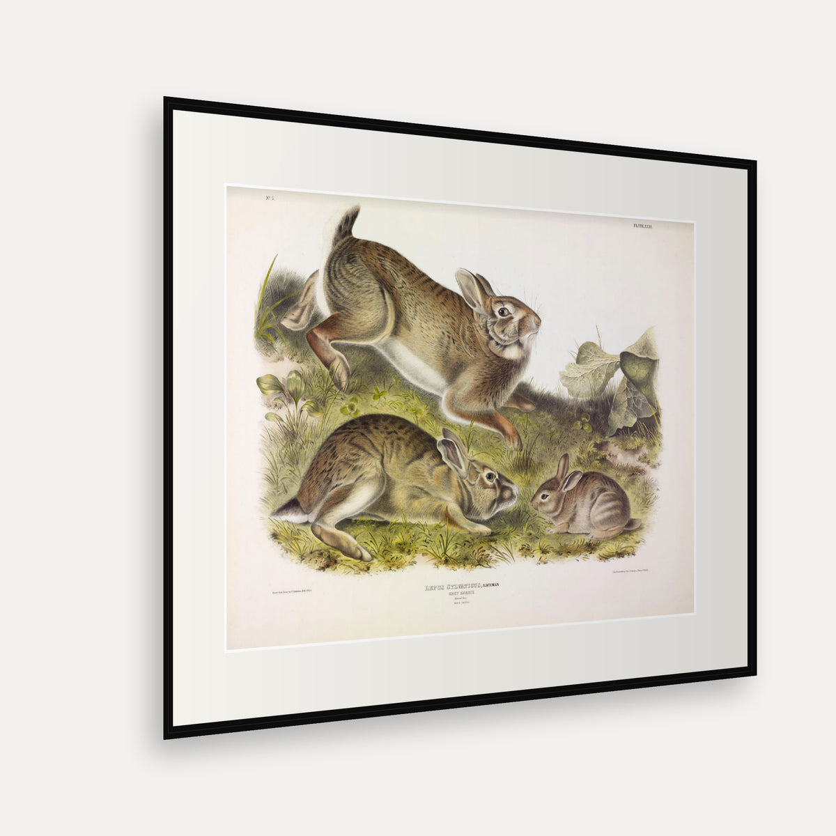 Grey Rabbit · Plate 22 · Audubon - Quadrupeds of North America Print framed print shown at an angle