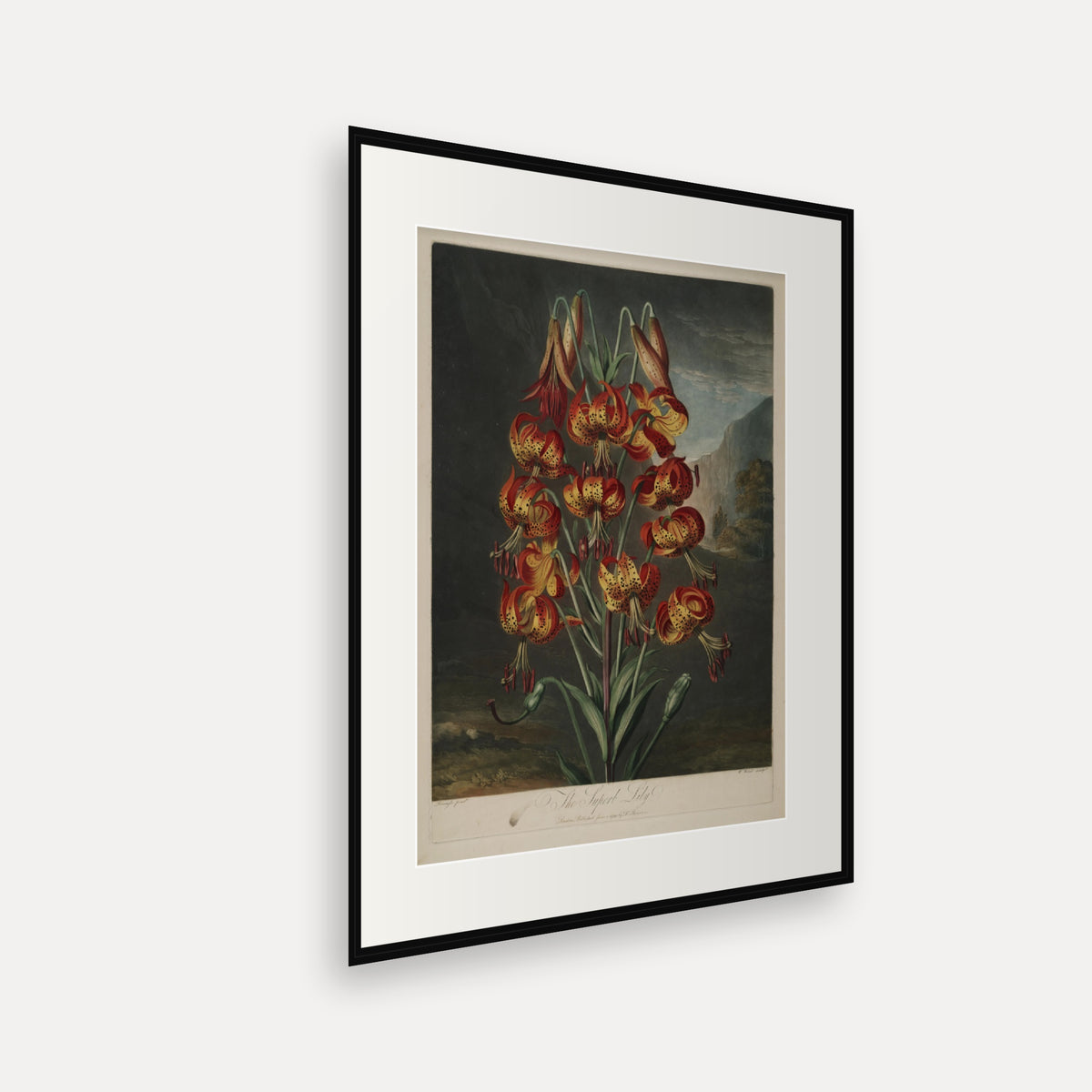 The Superb Lily · Thornton's Temple of Flora · Vintage Botanical Print
