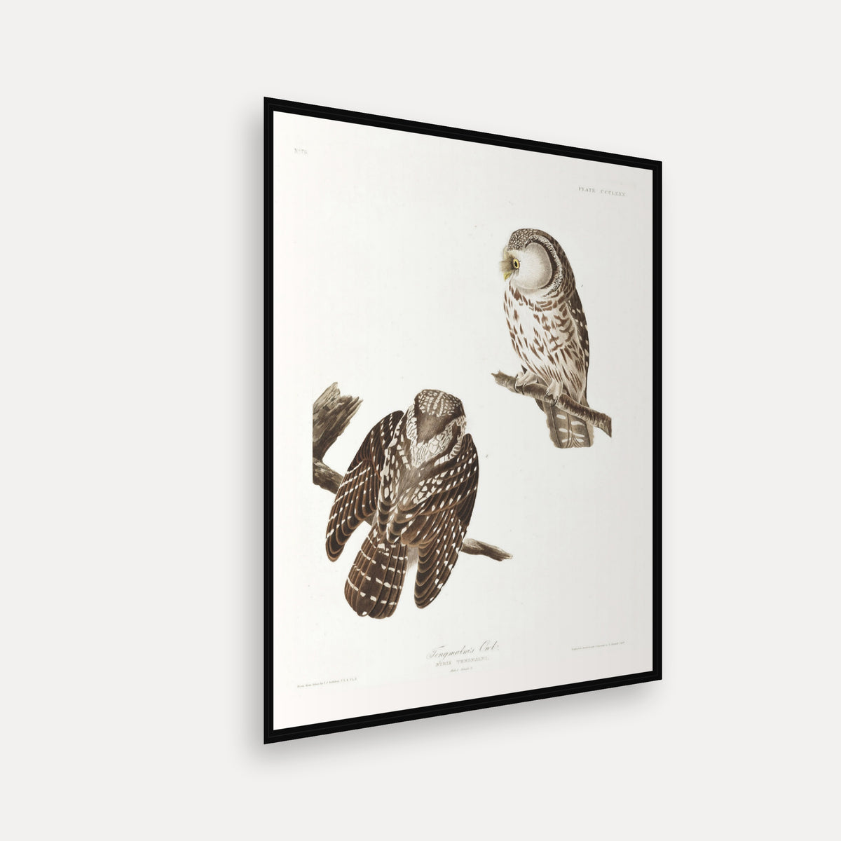 Tengmalm's Owl · Plate 380 · Audubon - Birds of America Print