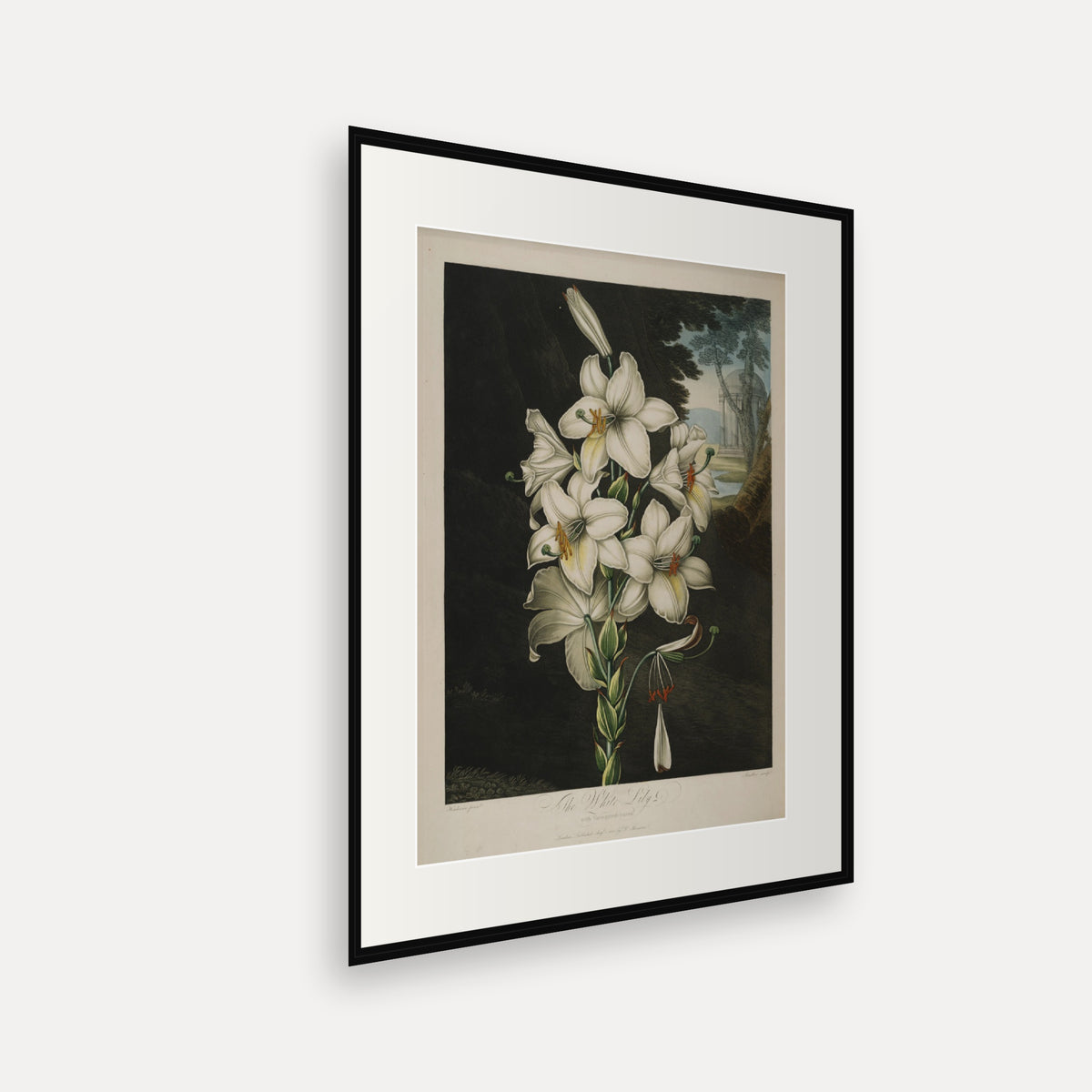 The White Lily · Thornton's Temple of Flora · Vintage Botanical Print