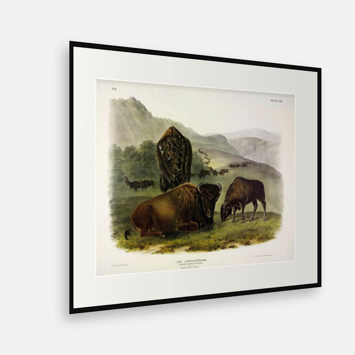 American Bison, Female and Young · Plate 57 · Audubon - Quadrupeds of North America Print framed print shown at an angle