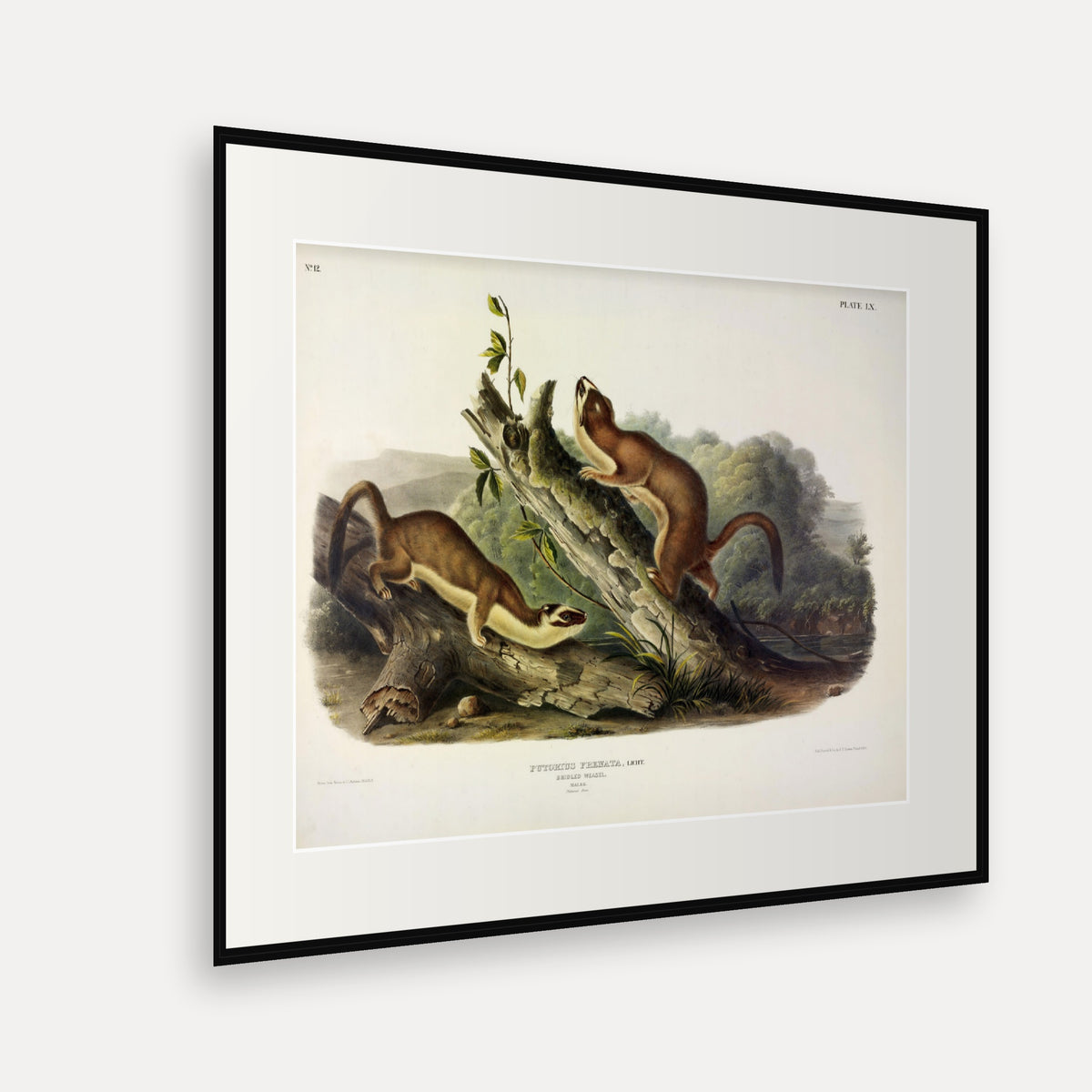 Bridled Weasel · Plate 60 · Audubon - Quadrupeds of North America Print framed print shown at an angle