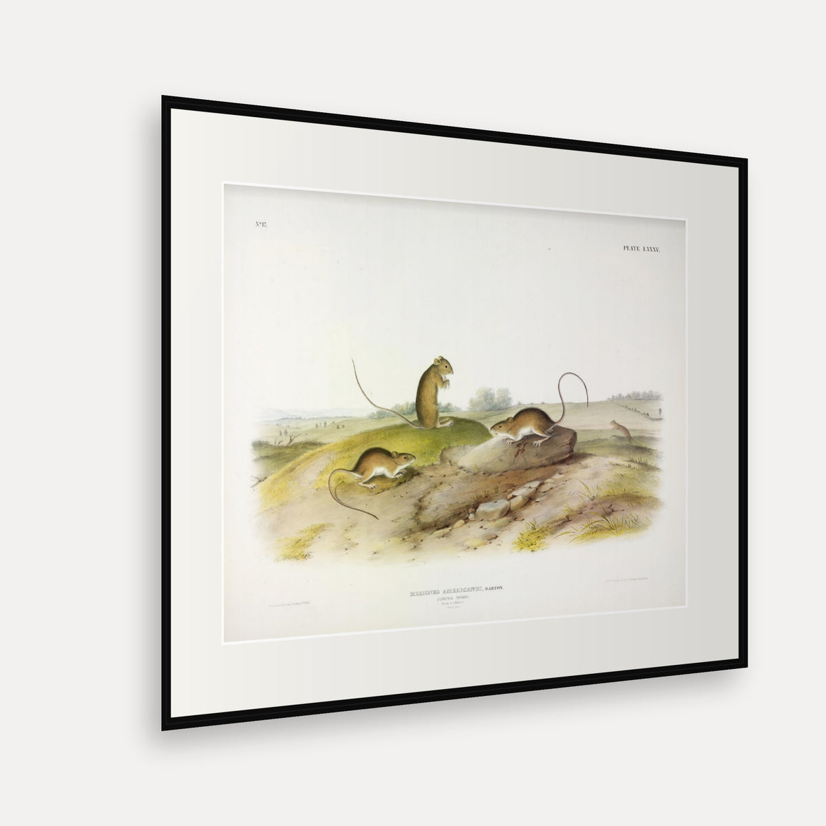 Jumping Mouse · Plate 85 · Audubon - Quadrupeds of North America Print framed print shown at an angle