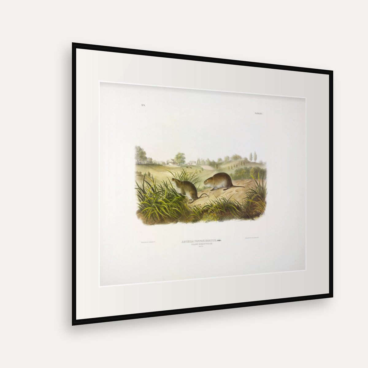 Wilson's Meadow Mouse · Plate 45 · Audubon - Quadrupeds of North America Print framed print shown at an angle