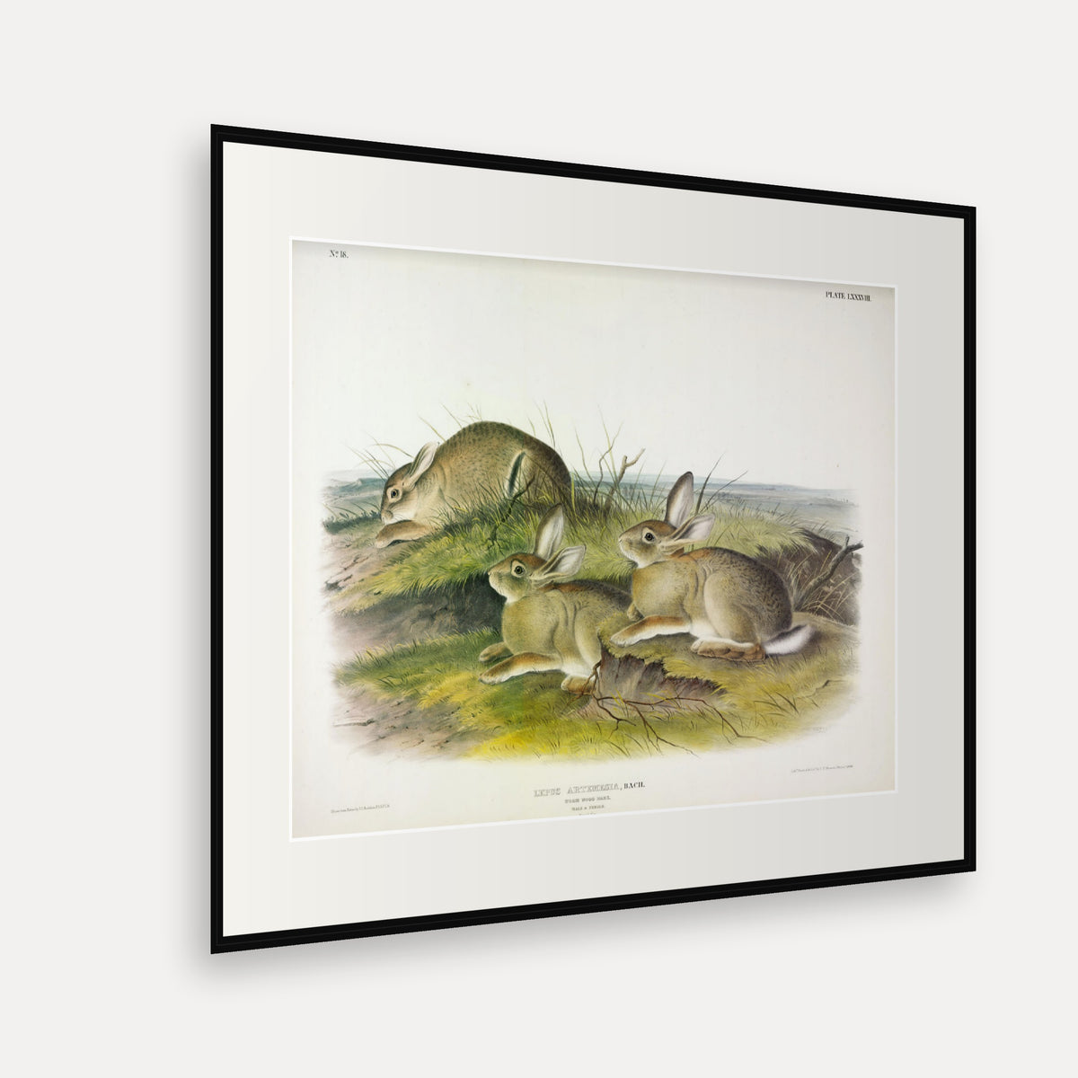 Wormwood Hare · Plate 88 · Audubon - Quadrupeds of North America Print framed print shown at an angle