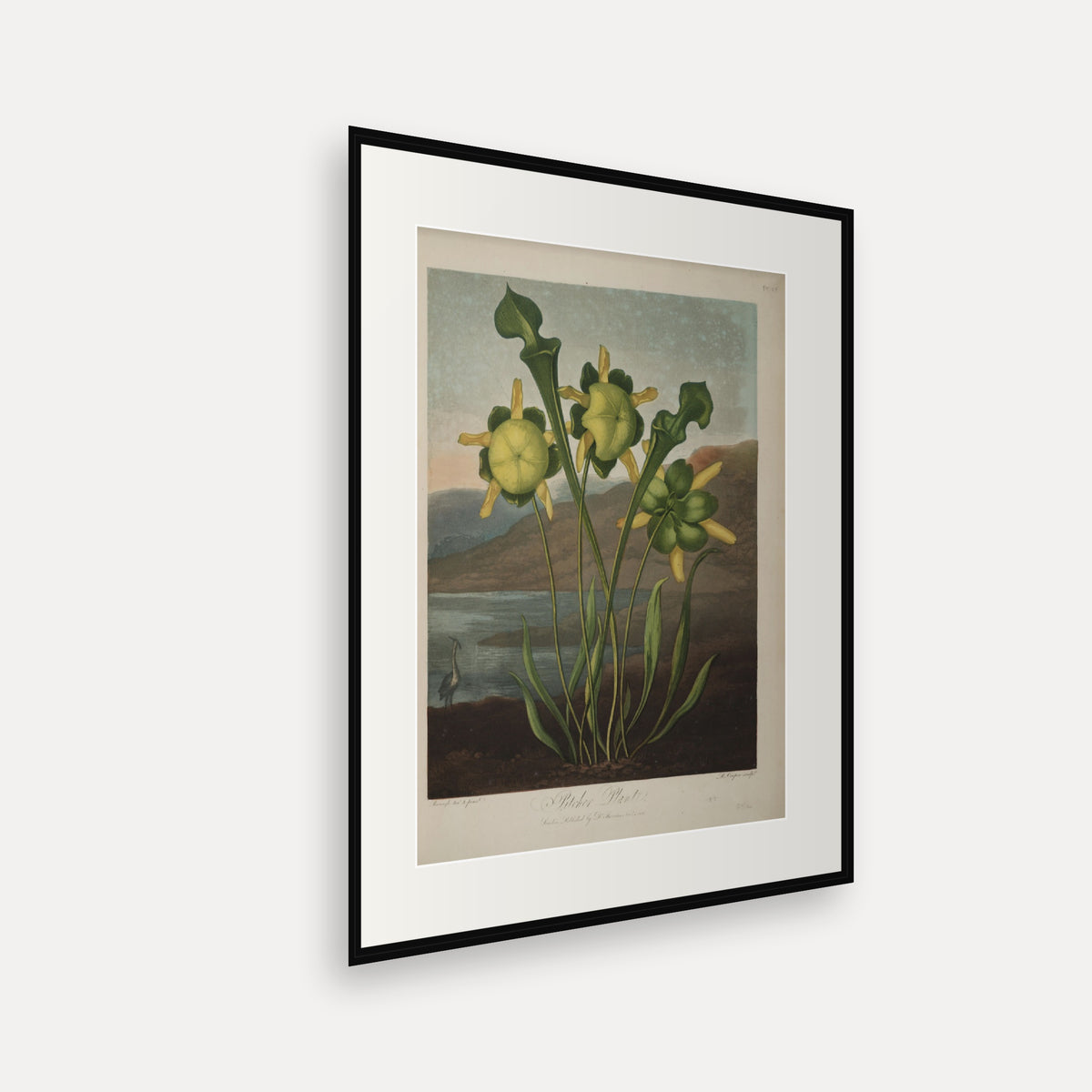 Pitcher Plant · Thornton's Temple of Flora · Vintage Botanical Print