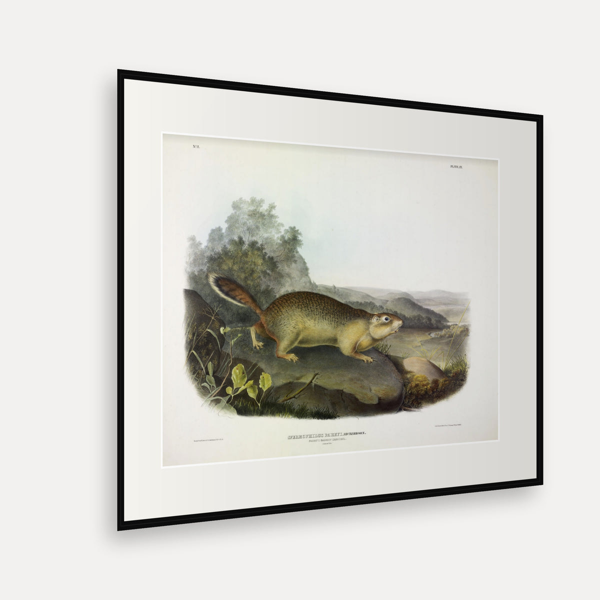 Parry's Marmot Squirrel · Plate 9 · Audubon - Quadrupeds of North America Print framed print shown at an angle