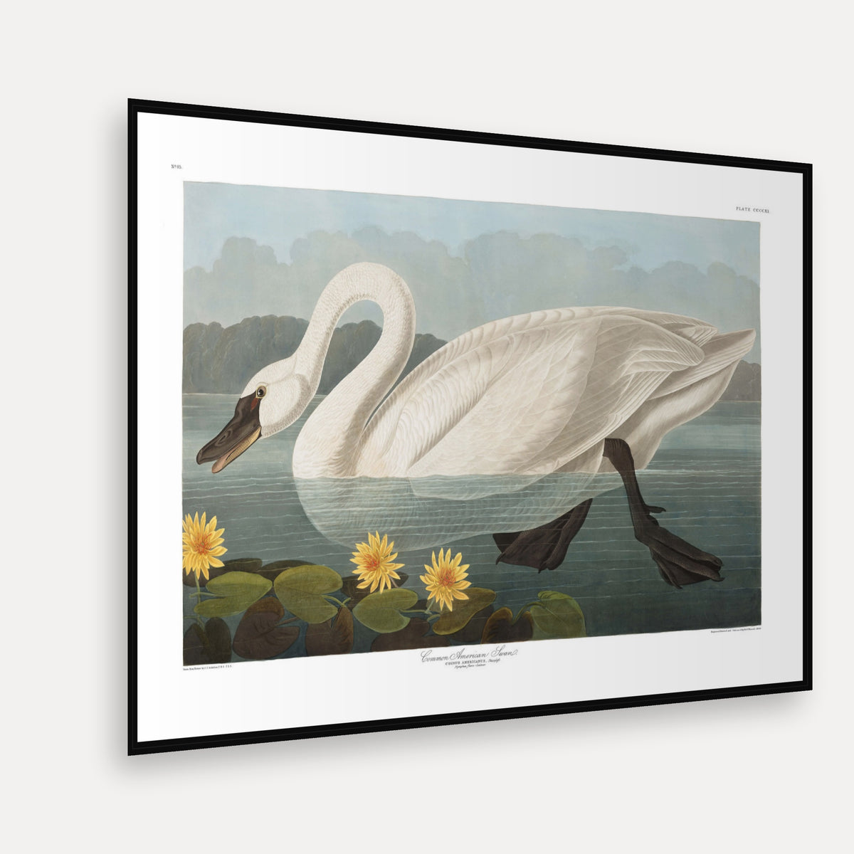 Common American Swan · Plate 411 · Audubon - Birds of America Print