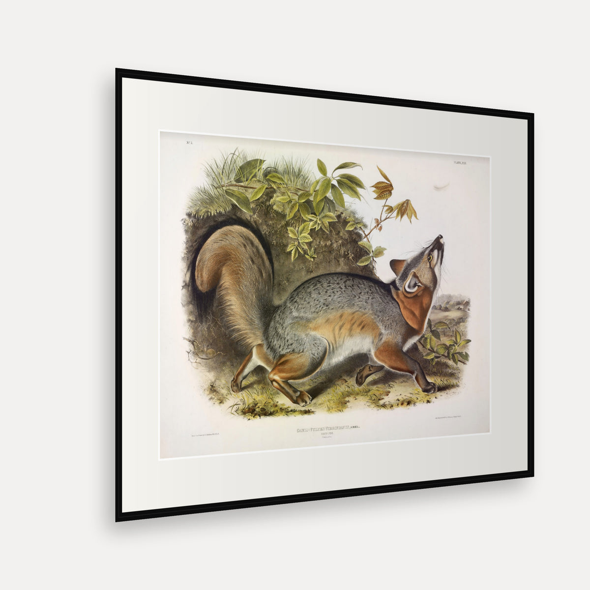 Grey Fox · Plate 21 · Audubon - Quadrupeds of North America Print framed print shown at an angle