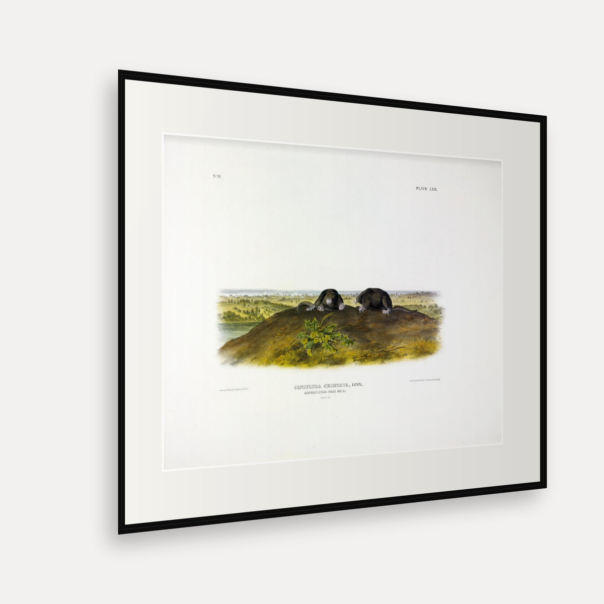 Common Star-nose Mole · Plate 69 · Audubon - Quadrupeds of North America Print framed print shown at an angle