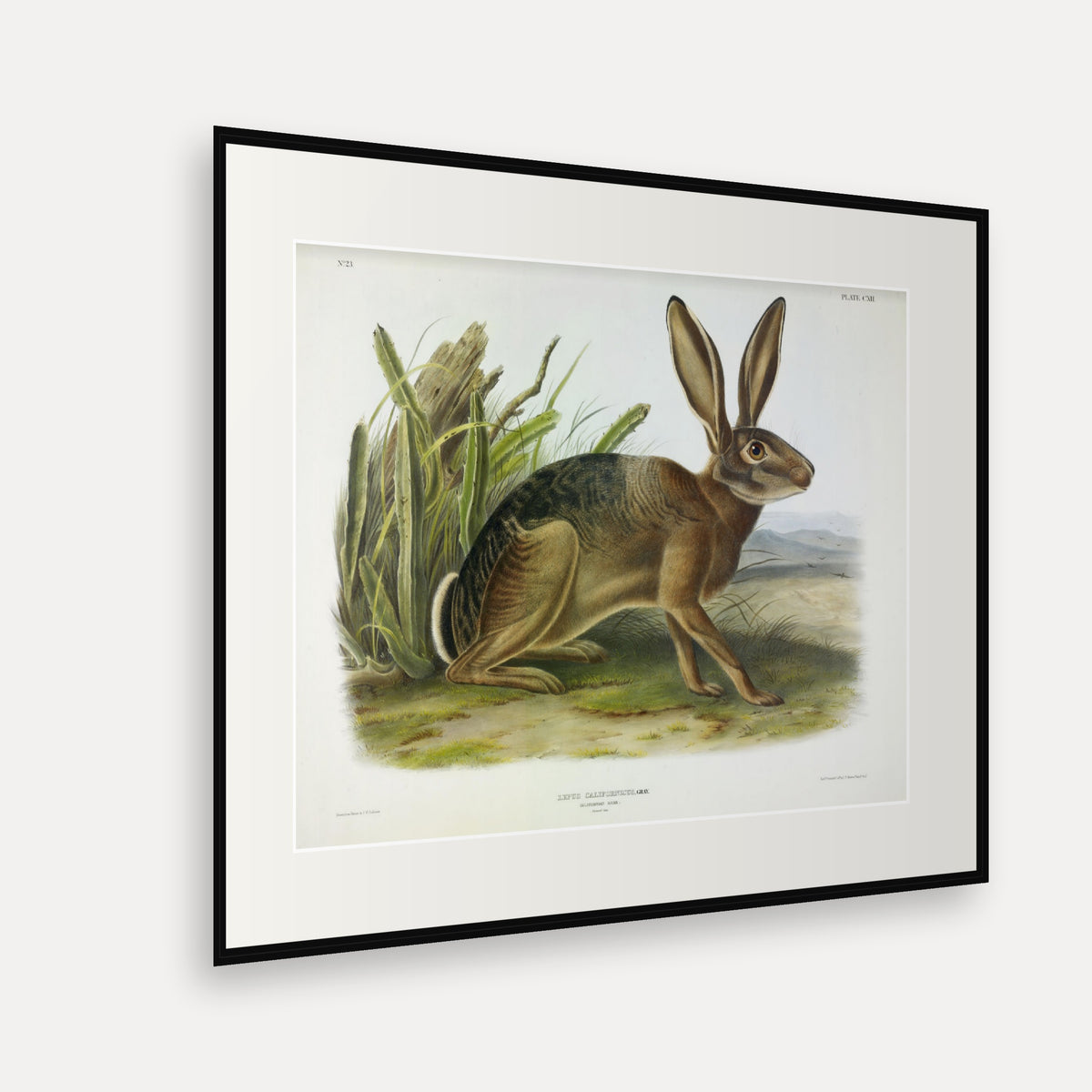 Californian Hare · Plate 112 · Audubon - Quadrupeds of North America Print framed print shown at an angle
