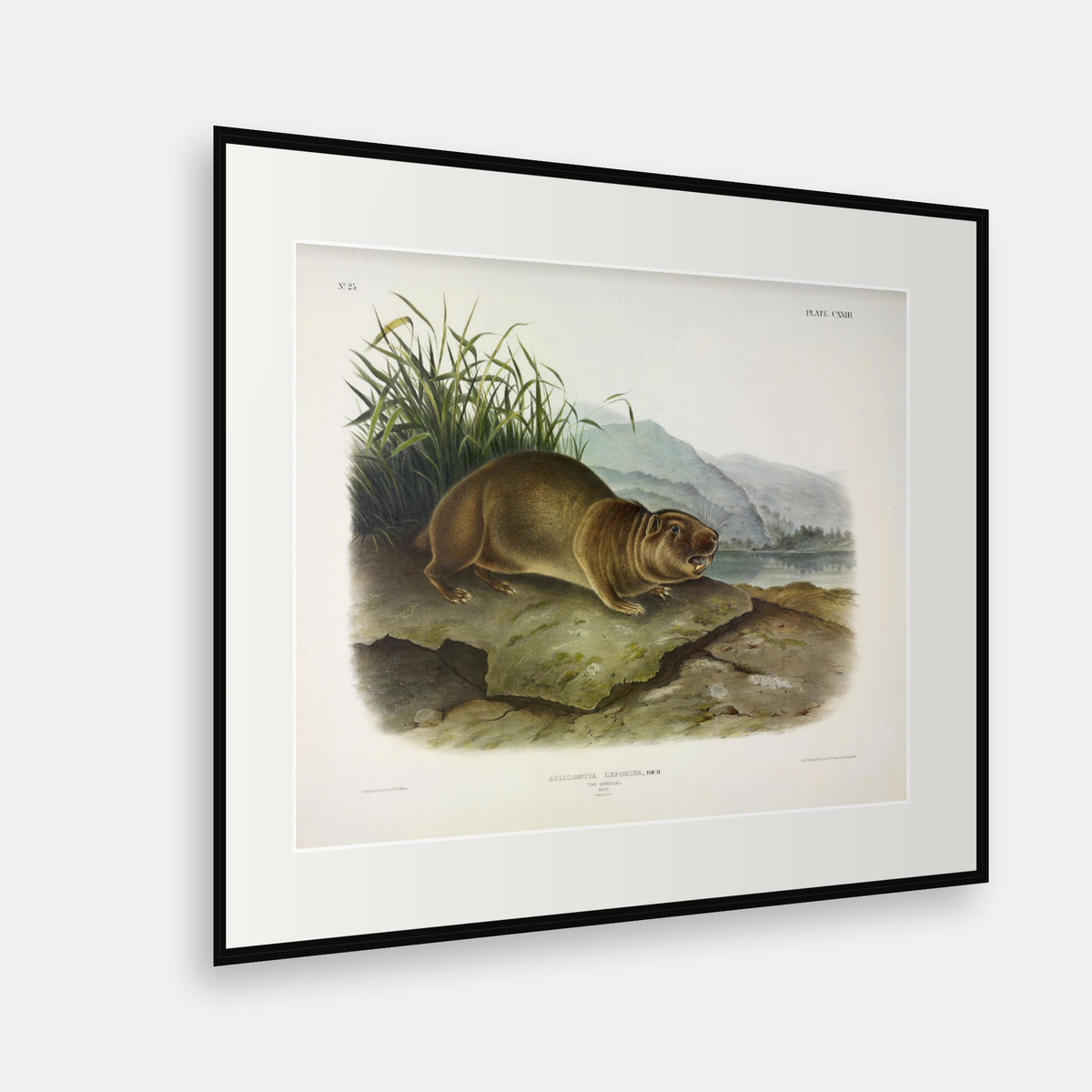 Sewellel · Plate 123 · Audubon - Quadrupeds of North America Print framed print shown at an angle