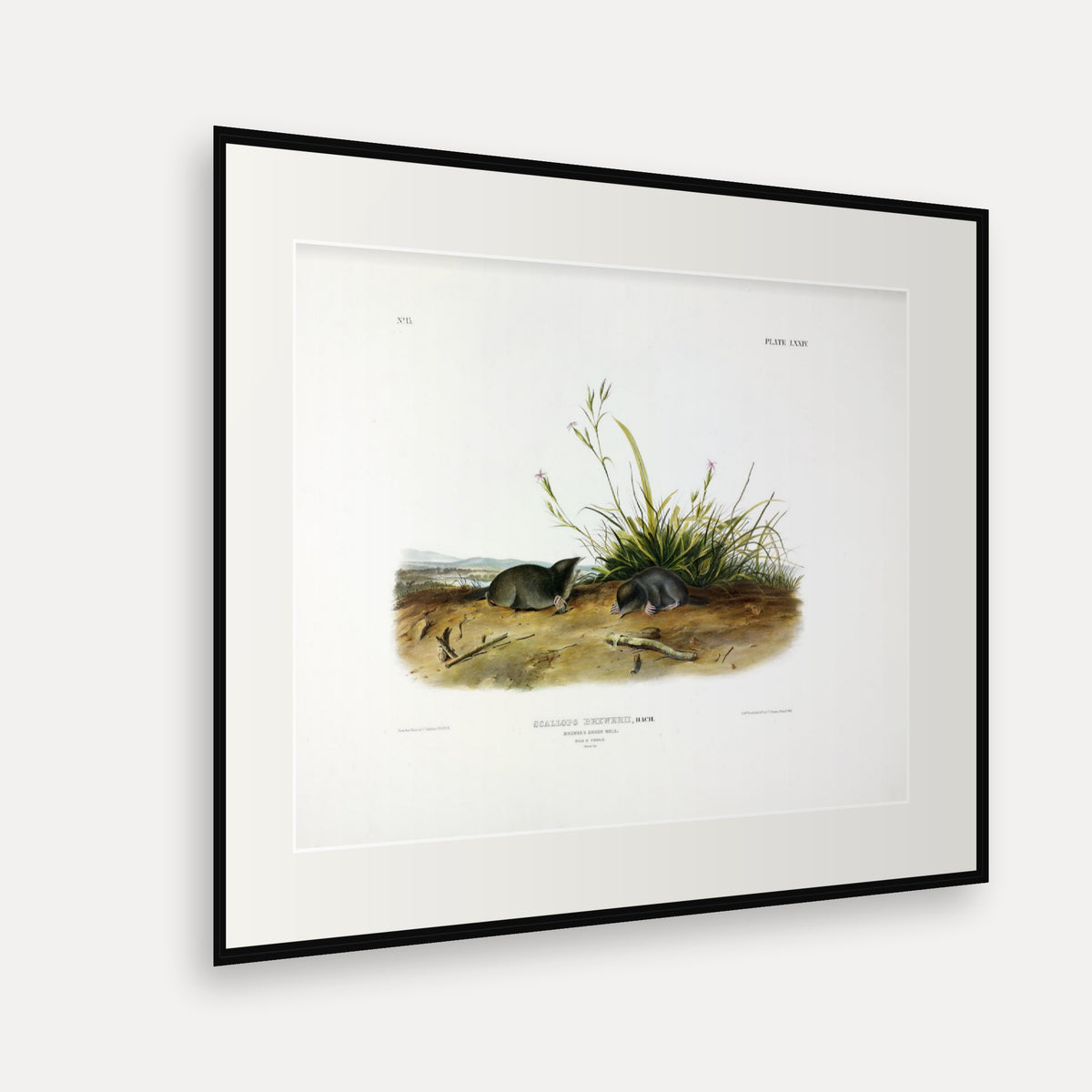 Brewer's Shrew-Mole · Plate 74 · Audubon - Quadrupeds of North America Print framed print shown at an angle