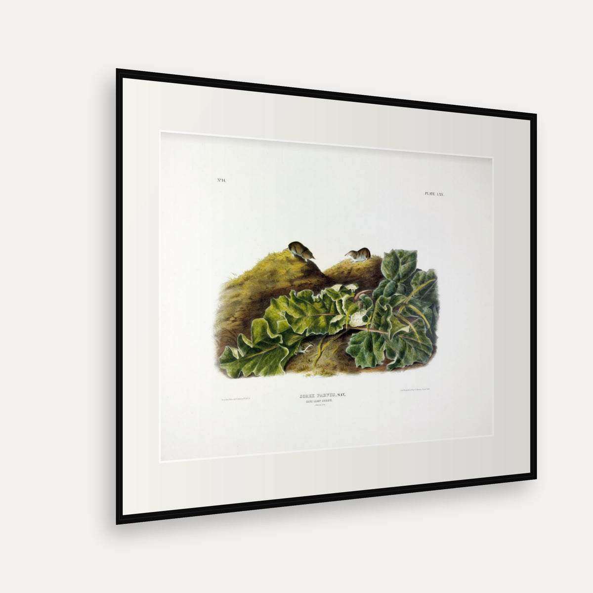 Say's Least Shrew · Plate 70 · Audubon - Quadrupeds of North America Print framed print shown at an angle