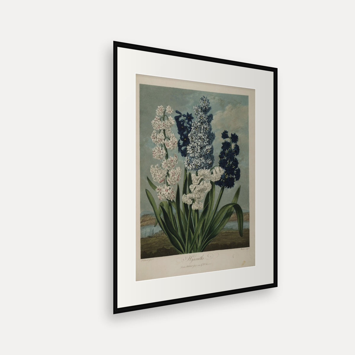 Hyacinths · Thornton's Temple of Flora · Vintage Botanical Print