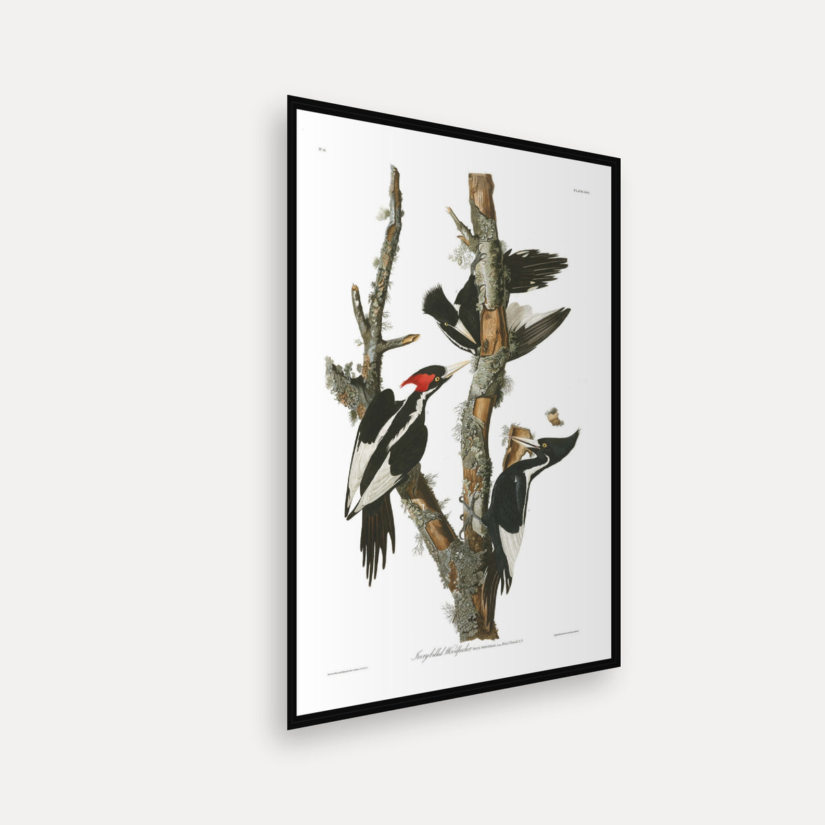 Ivory-billed Woodpecker · Plate 66 · Audubon - Birds of America Print