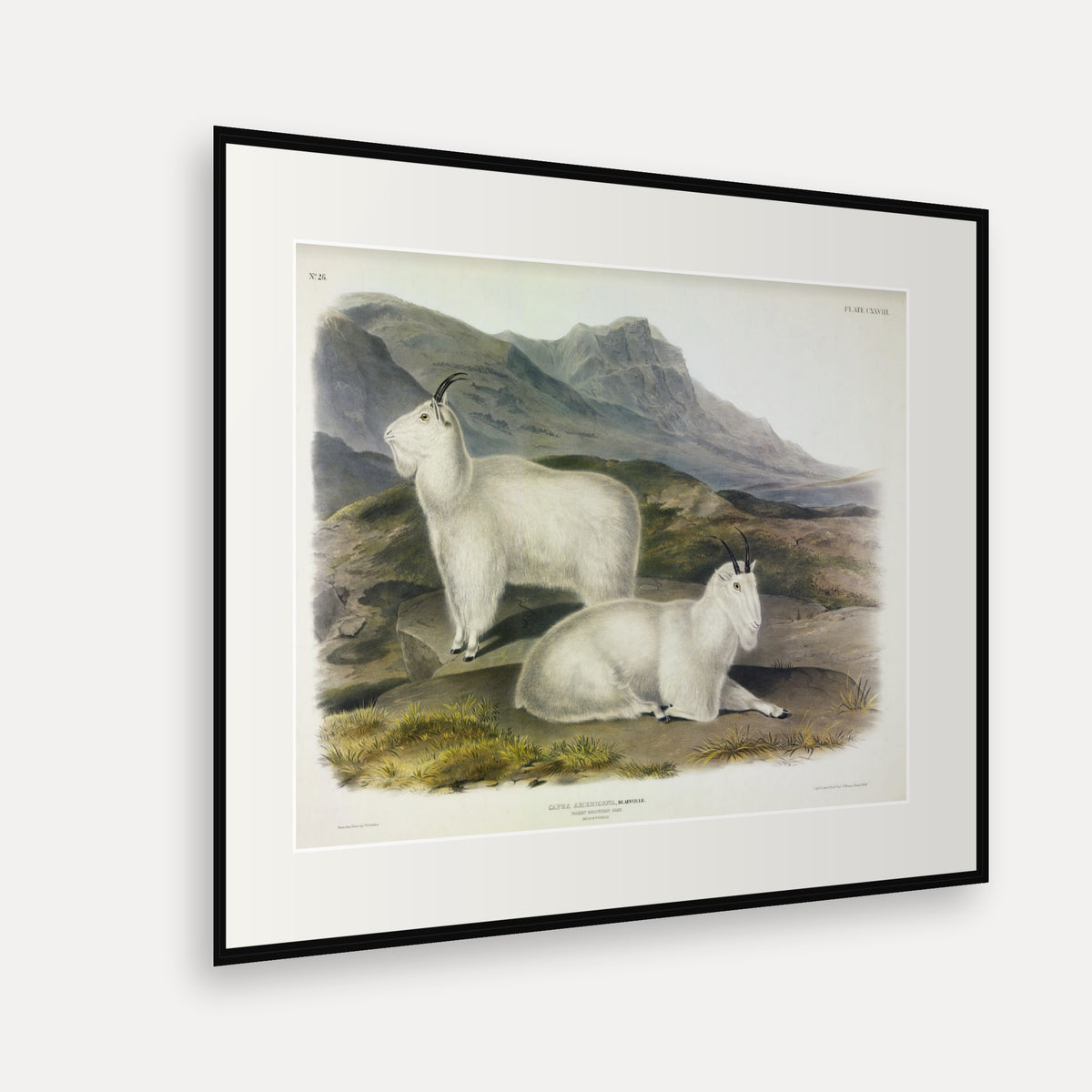 Rocky Mountain Goat · Plate 128 · Audubon - Quadrupeds of North America Print framed print shown at an angle