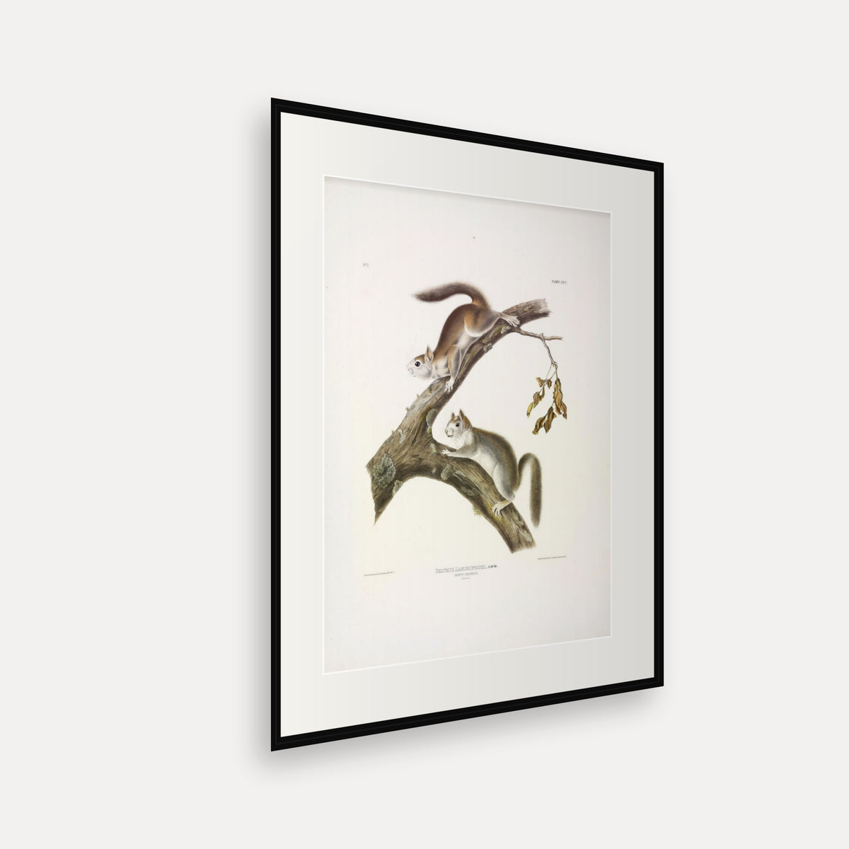 Downy Squirrel · Plate 25 · Audubon - Quadrupeds of North America Print framed print shown at an angle