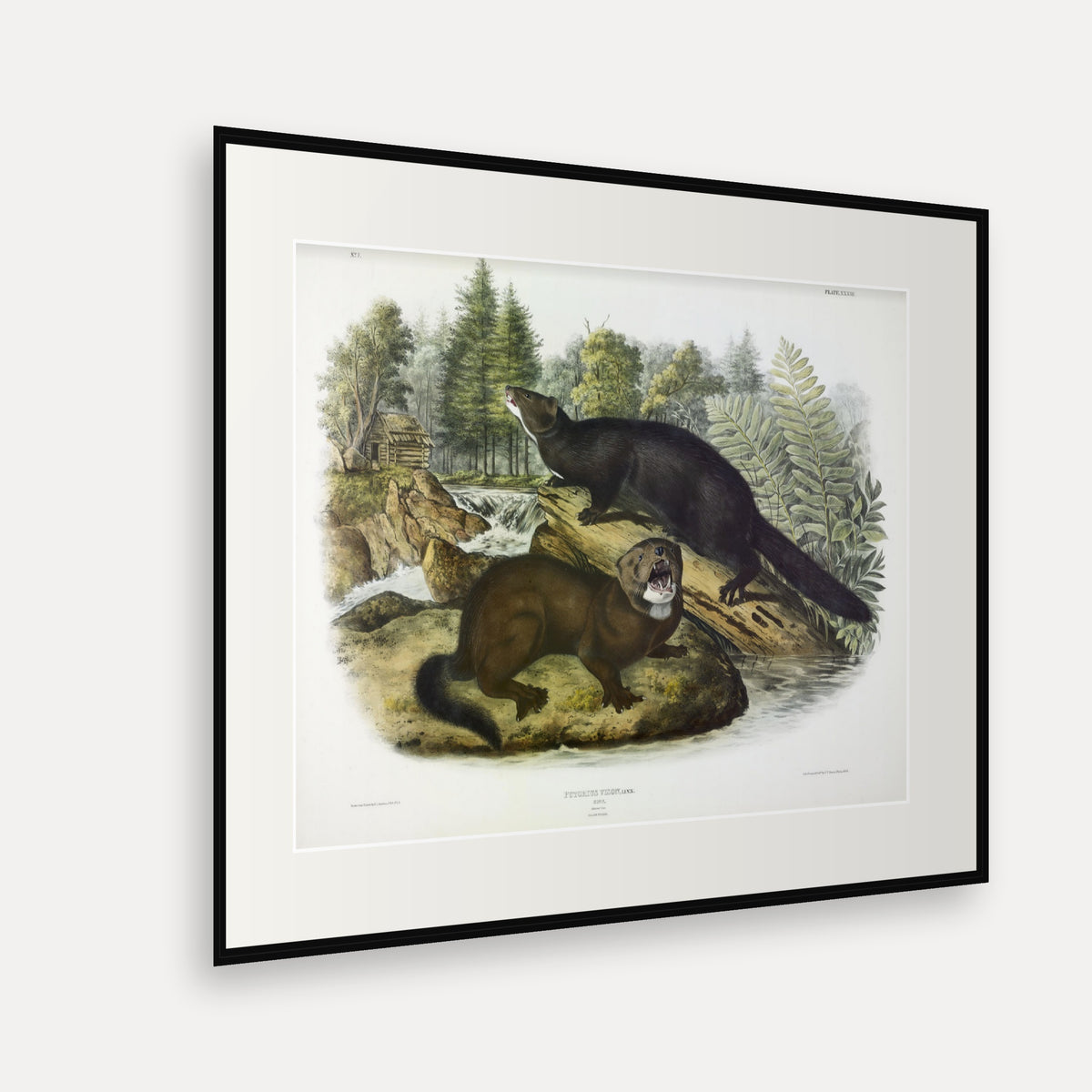 Mink · Plate 33 · Audubon - Quadrupeds of North America Print framed print shown at an angle