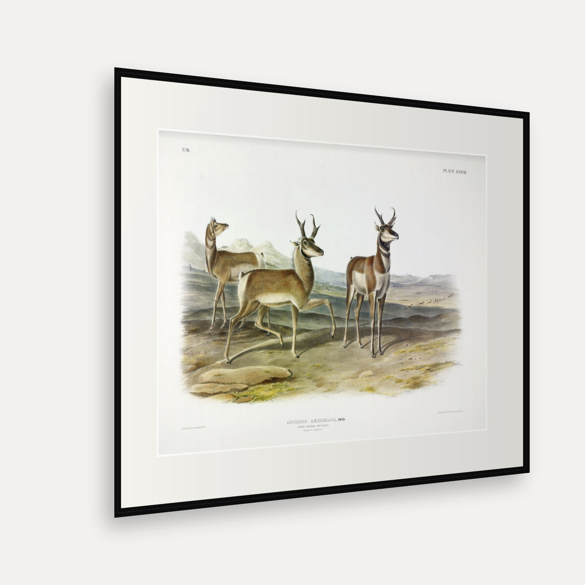 Prong-horned Antelope · Plate 77 · Audubon - Quadrupeds of North America Print framed print shown at an angle