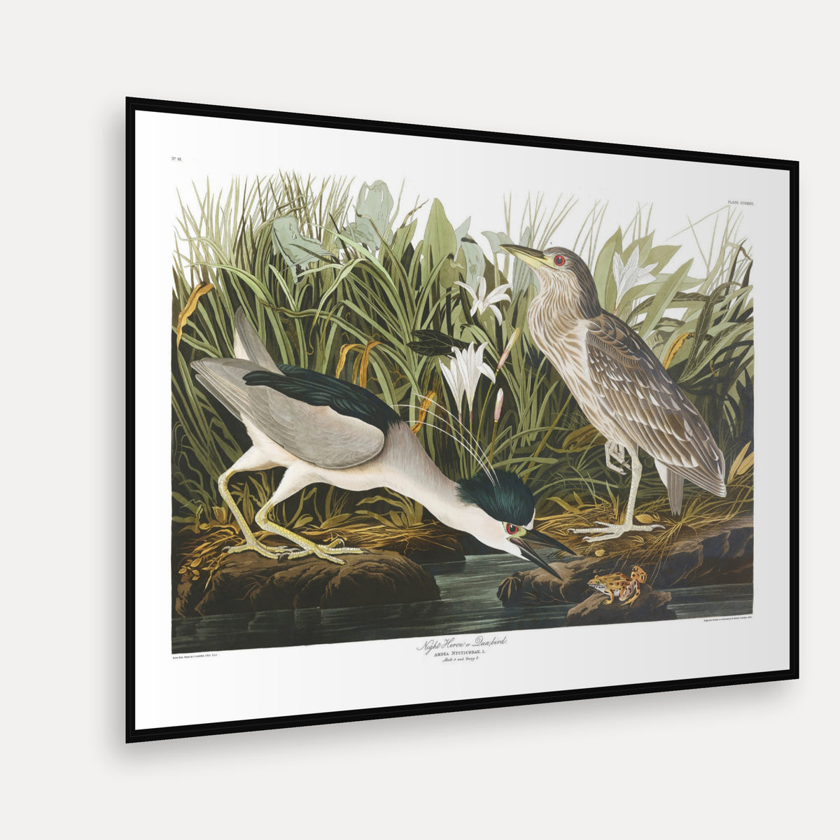 Night Heron, or Qua bird · Plate 236 · Audubon - Birds of America Print