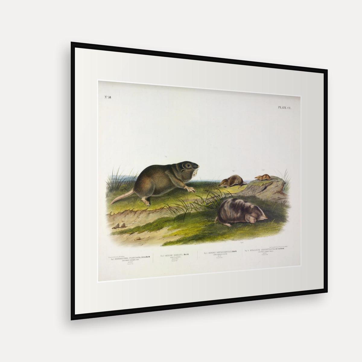 Southern Pouched Rat, Shrews and Silvery Shrew-Mole · Plate 150 · Audubon - Quadrupeds of North America Print framed print shown at an angle