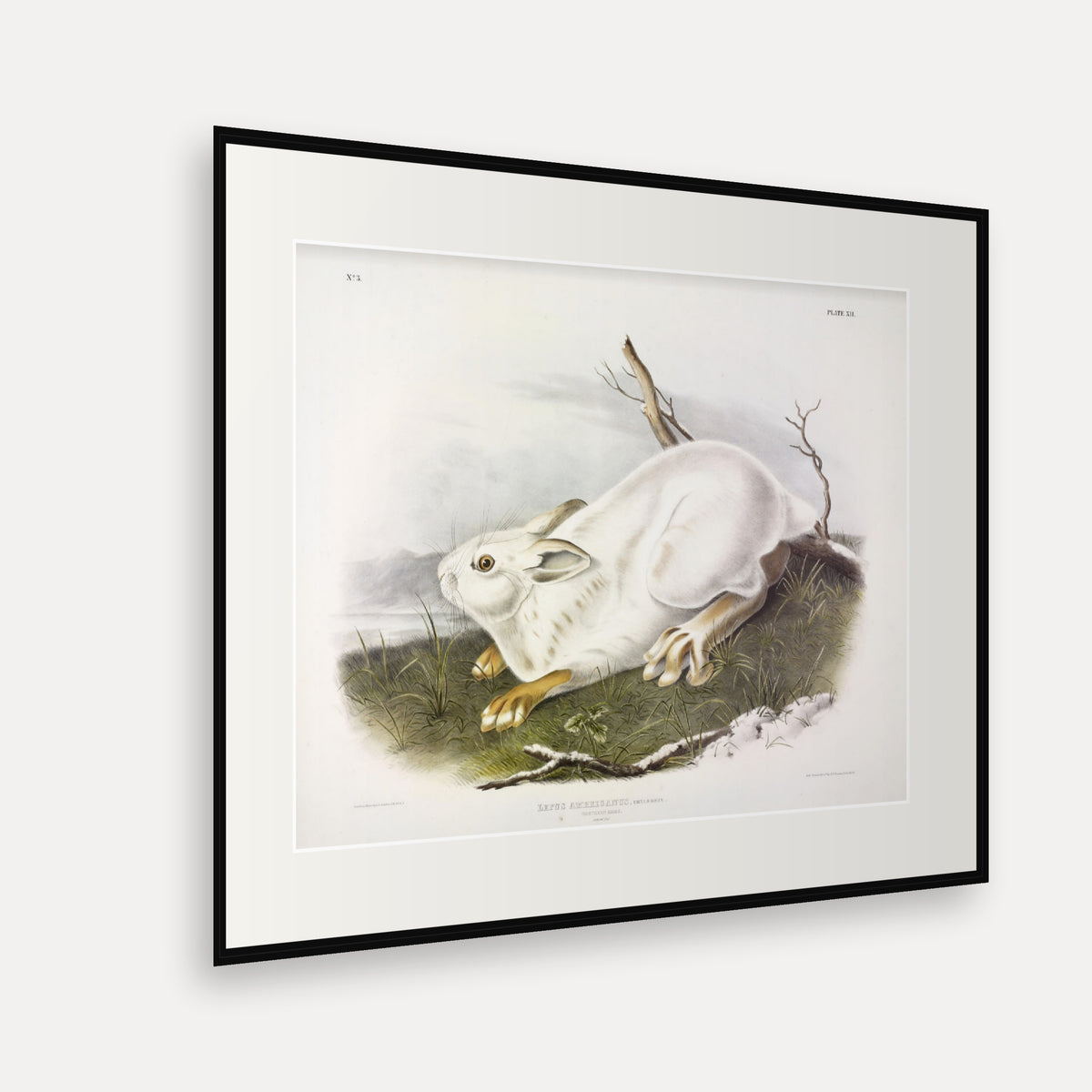 Northern Hare in Winter · Plate 12 · Audubon - Quadrupeds of North America Print framed print shown at an angle