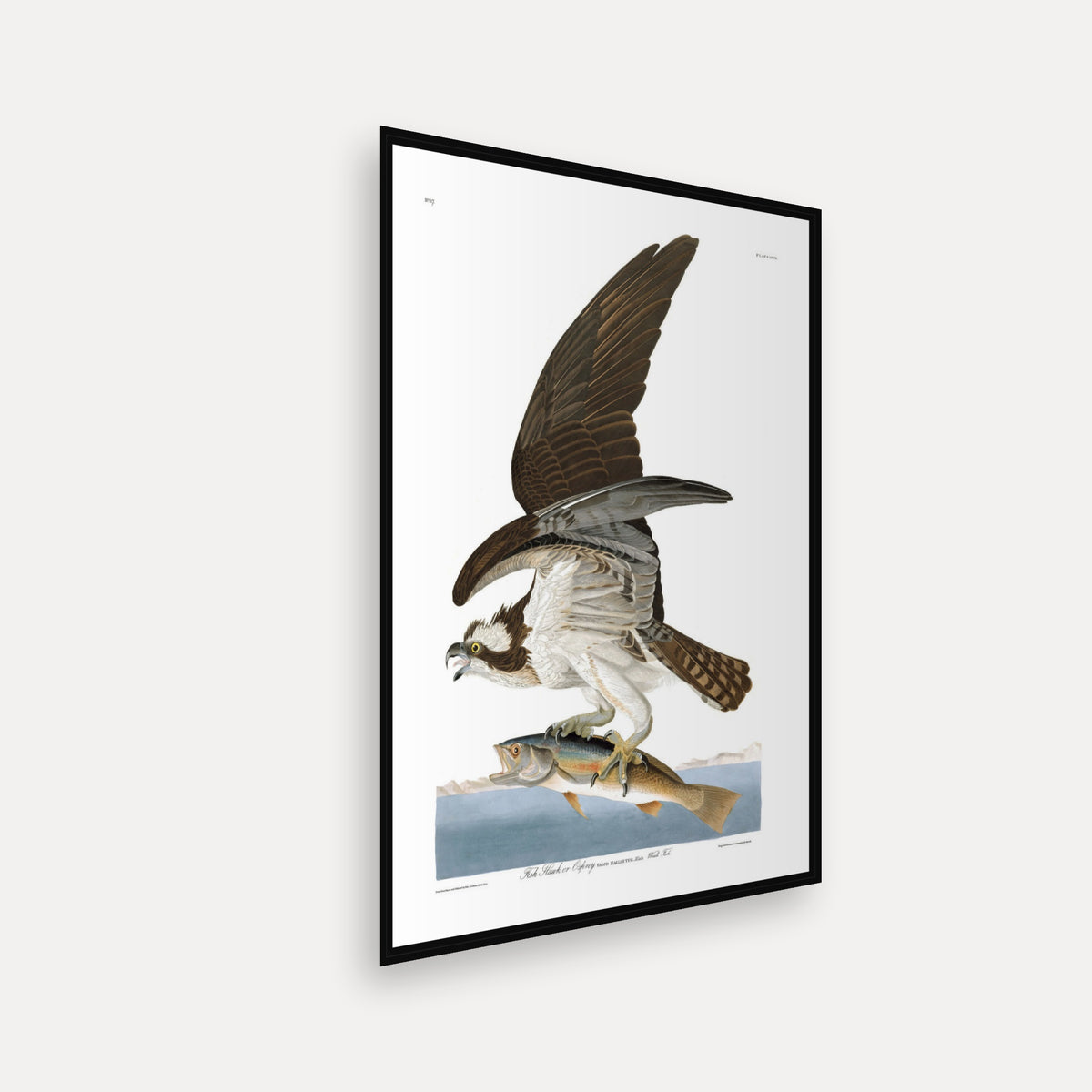 Fish Hawk, or Osprey · Plate 81 · Audubon - Birds of America Print