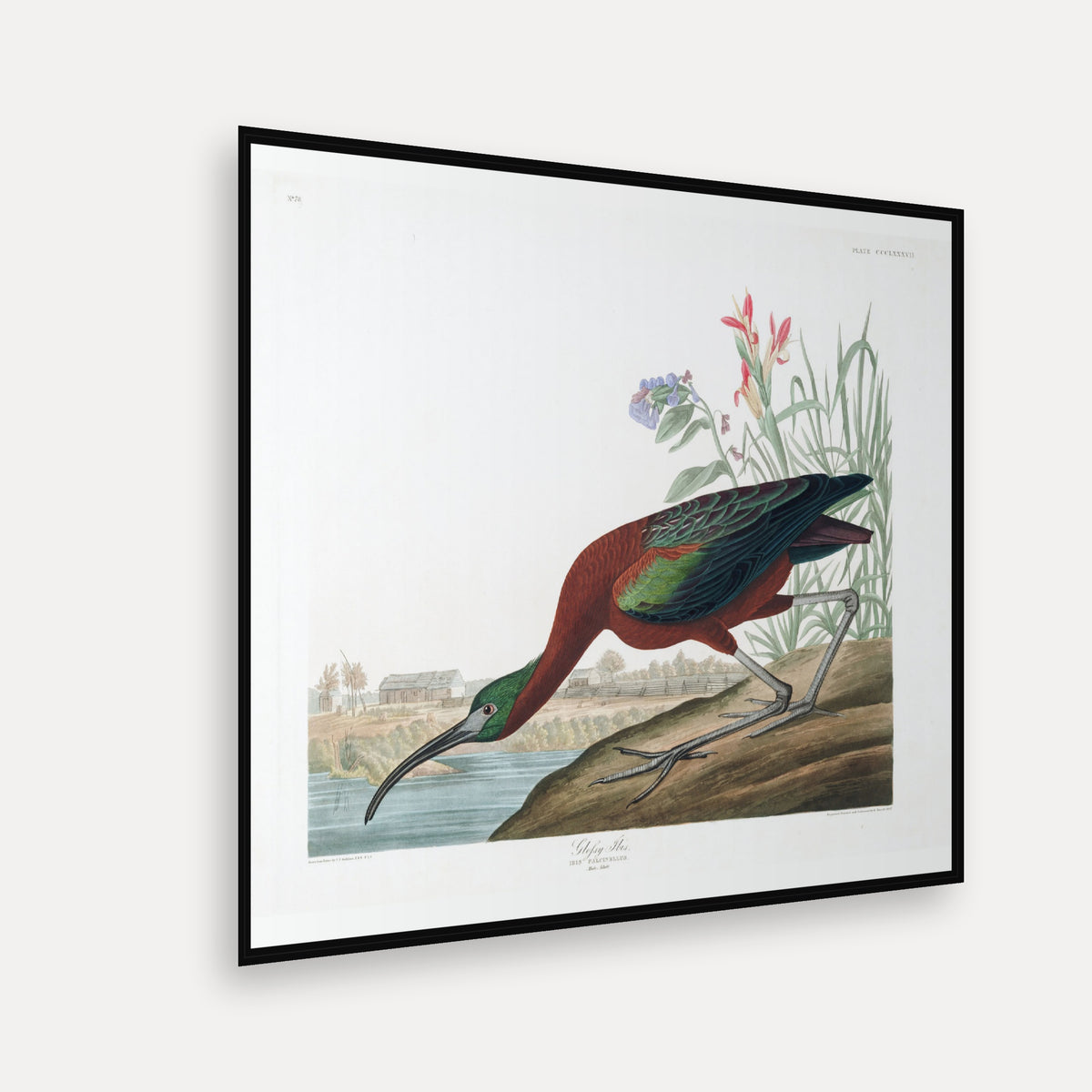 Glossy Ibis · Plate 387 · Audubon - Birds of America Print
