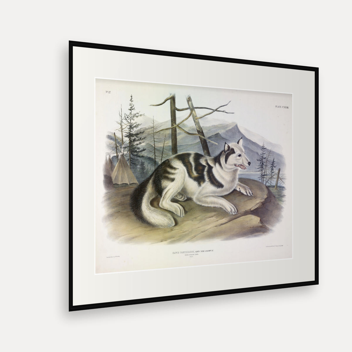 Hare-Indian Dog · Plate 132 · Audubon - Quadrupeds of North America Print framed print shown at an angle