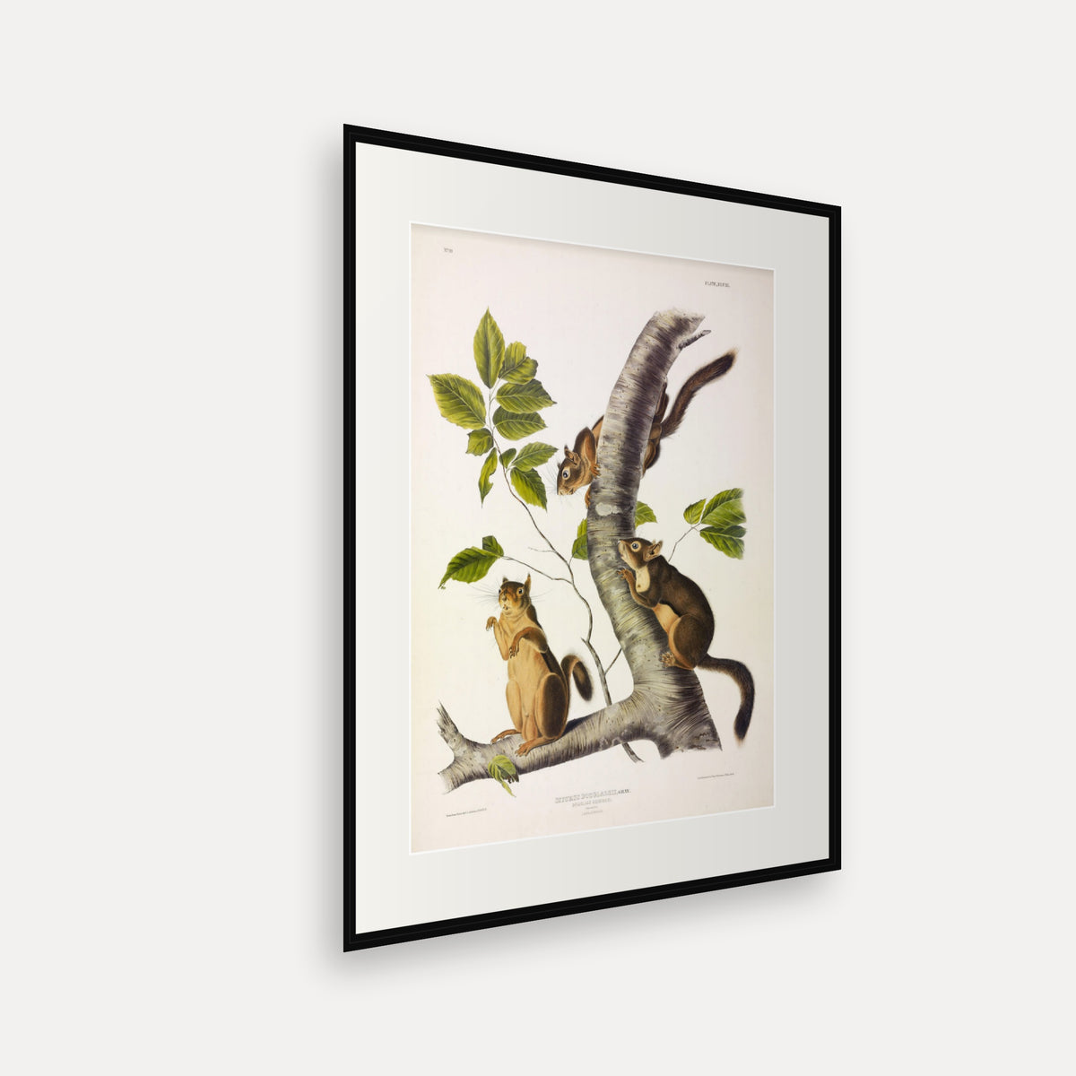 Douglass's Squirrel · Plate 48 · Audubon - Quadrupeds of North America Print framed print shown at an angle
