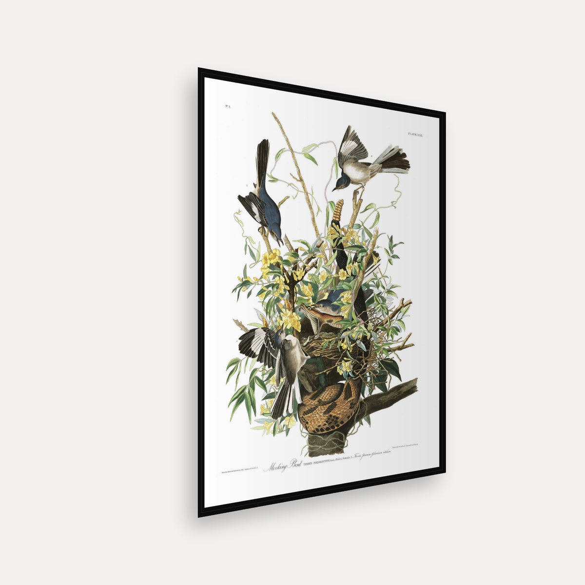 Mocking Bird · Plate 21 · Audubon - Birds of America Print