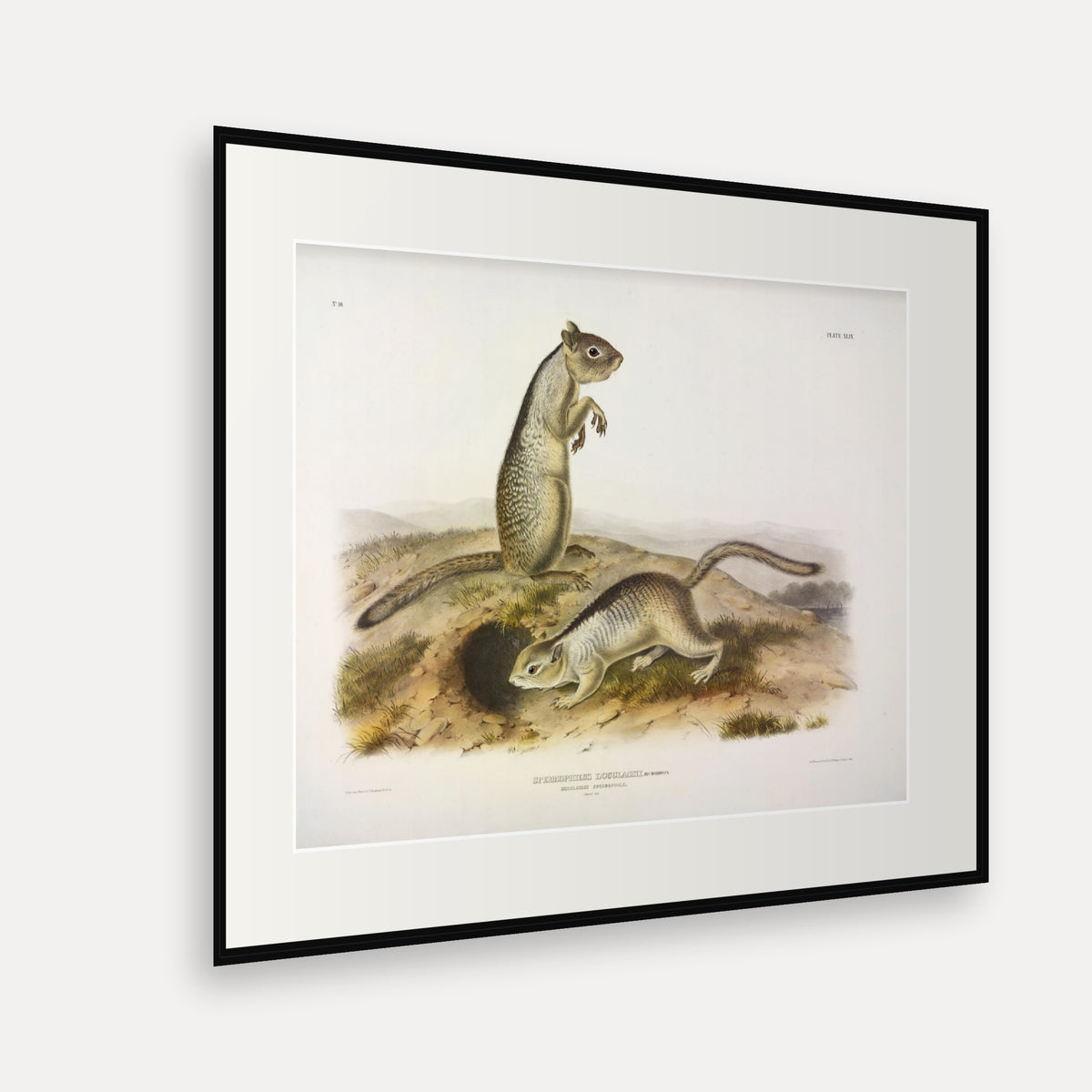 Douglass's Spermophile · Plate 49 · Audubon - Quadrupeds of North America Print framed print shown at an angle