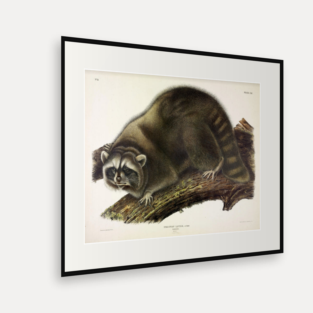 Raccoon · Plate 61 · Audubon - Quadrupeds of North America Print framed print shown at an angle
